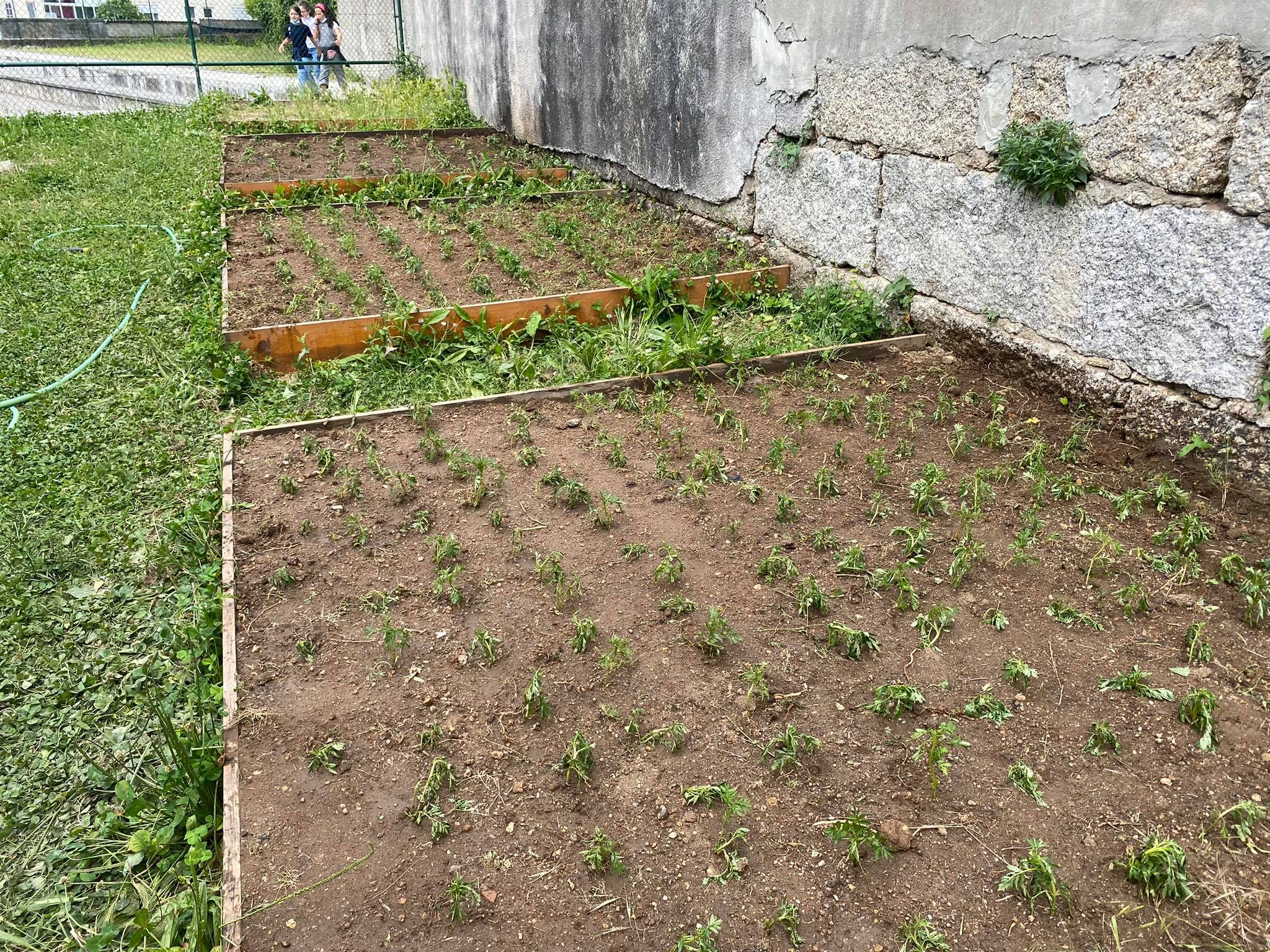 1ª plantação