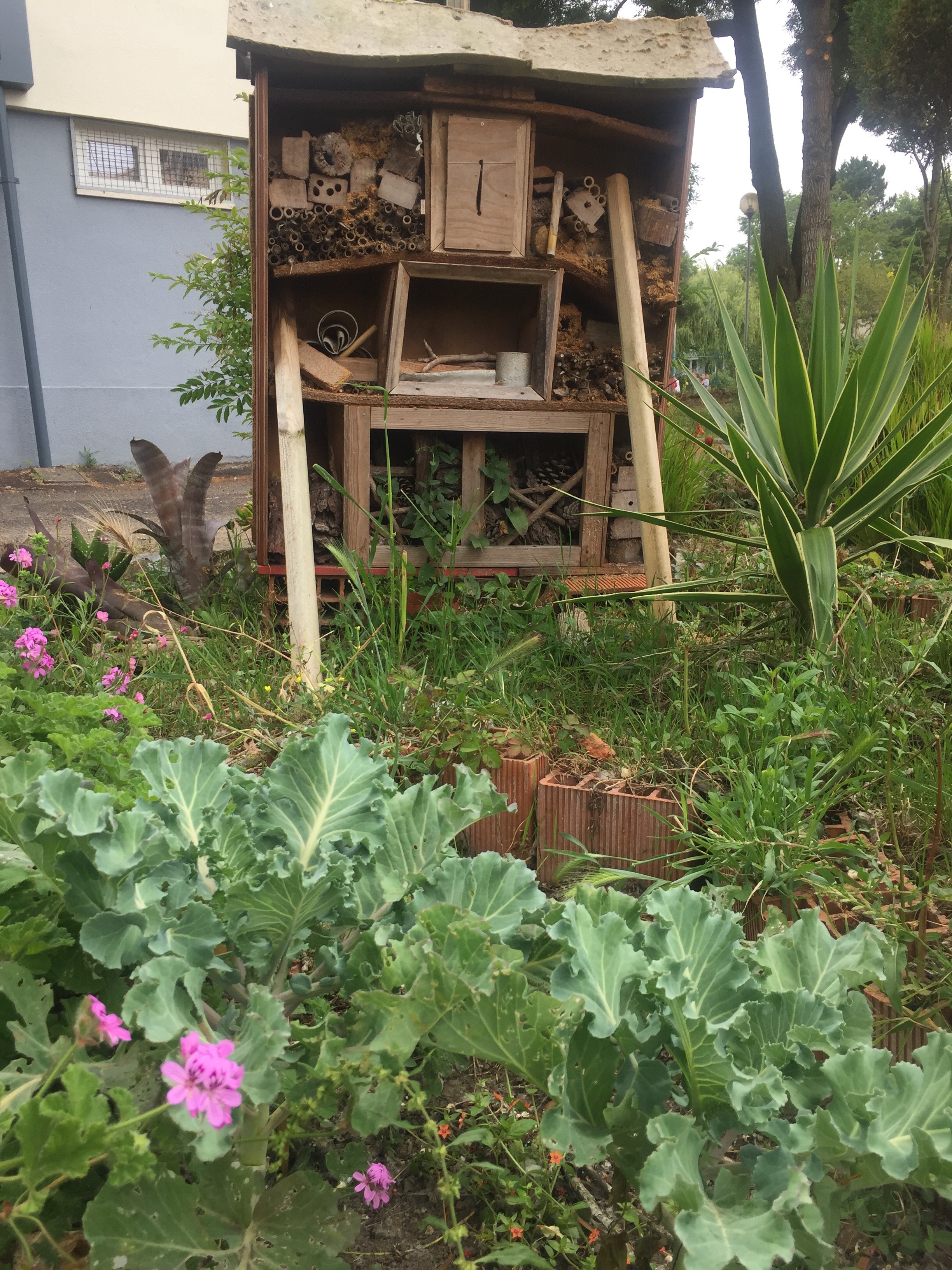 Extensão de um canteiro com couves. Efectuámos duas sementeiras de favas mas ambas falharam. Em segundo plano o hotel de insectos em overbooking...