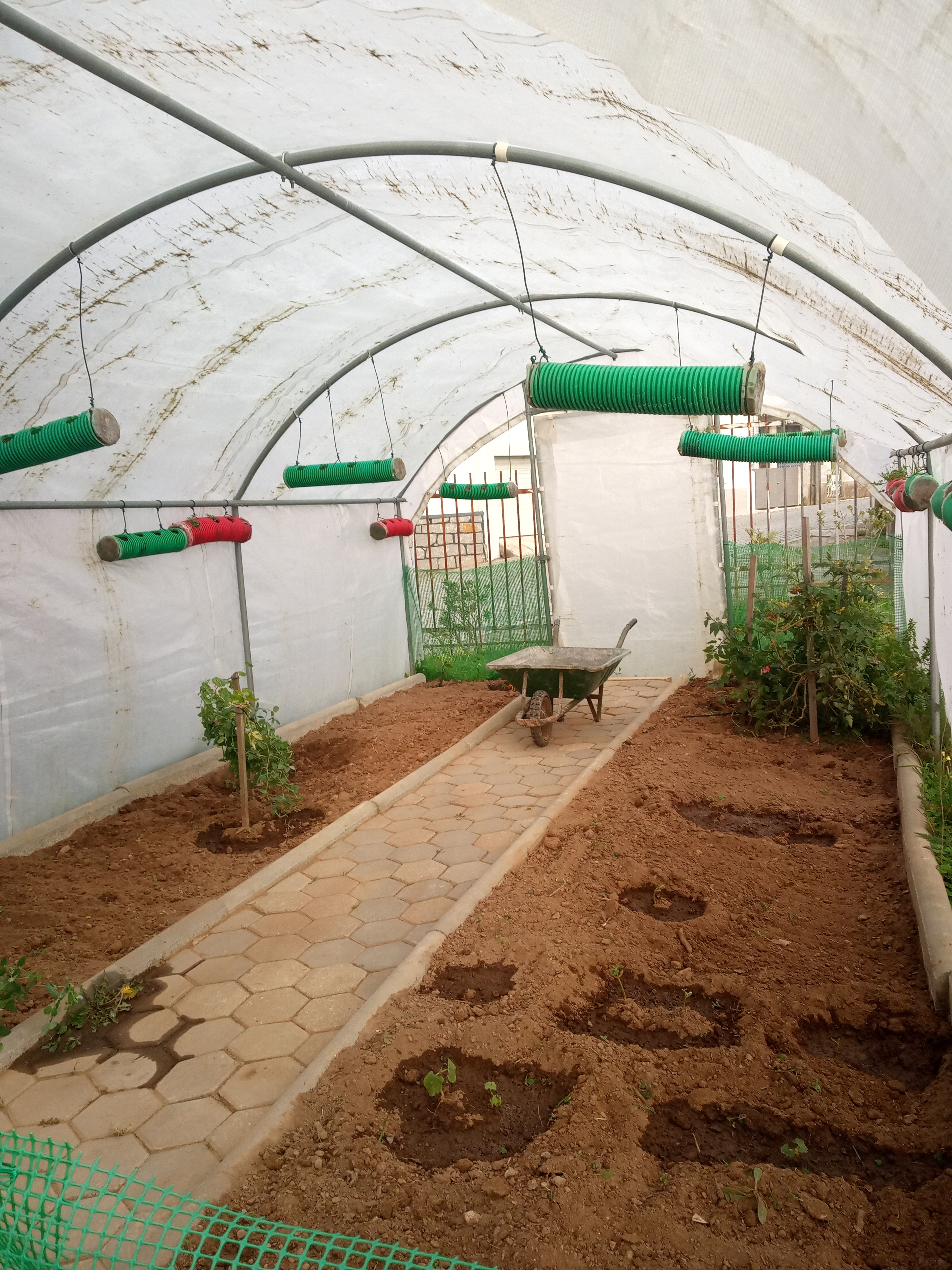 Transplante das mudas semeadas nos tabuleiros