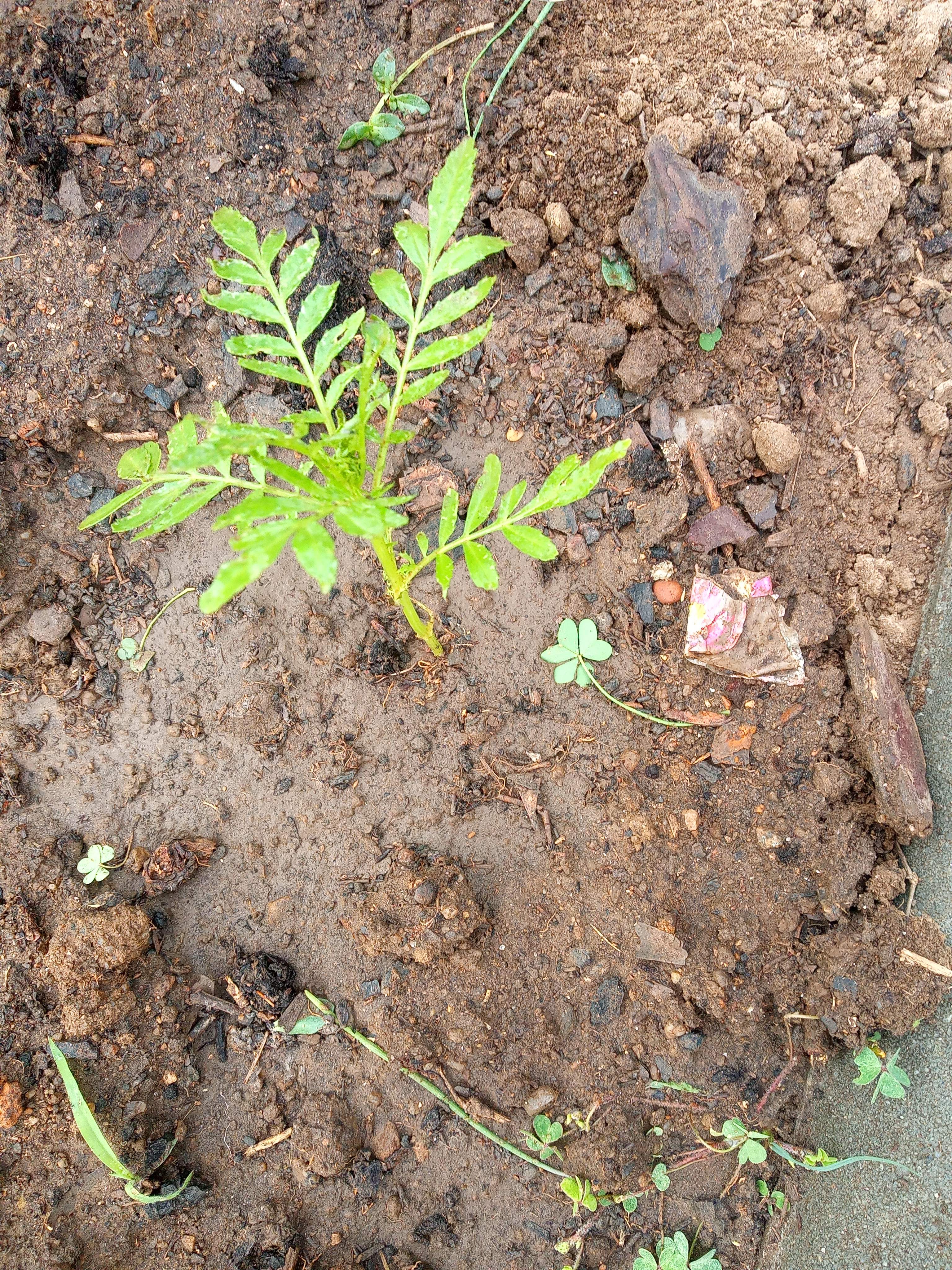 Plantas auxiliares da horta