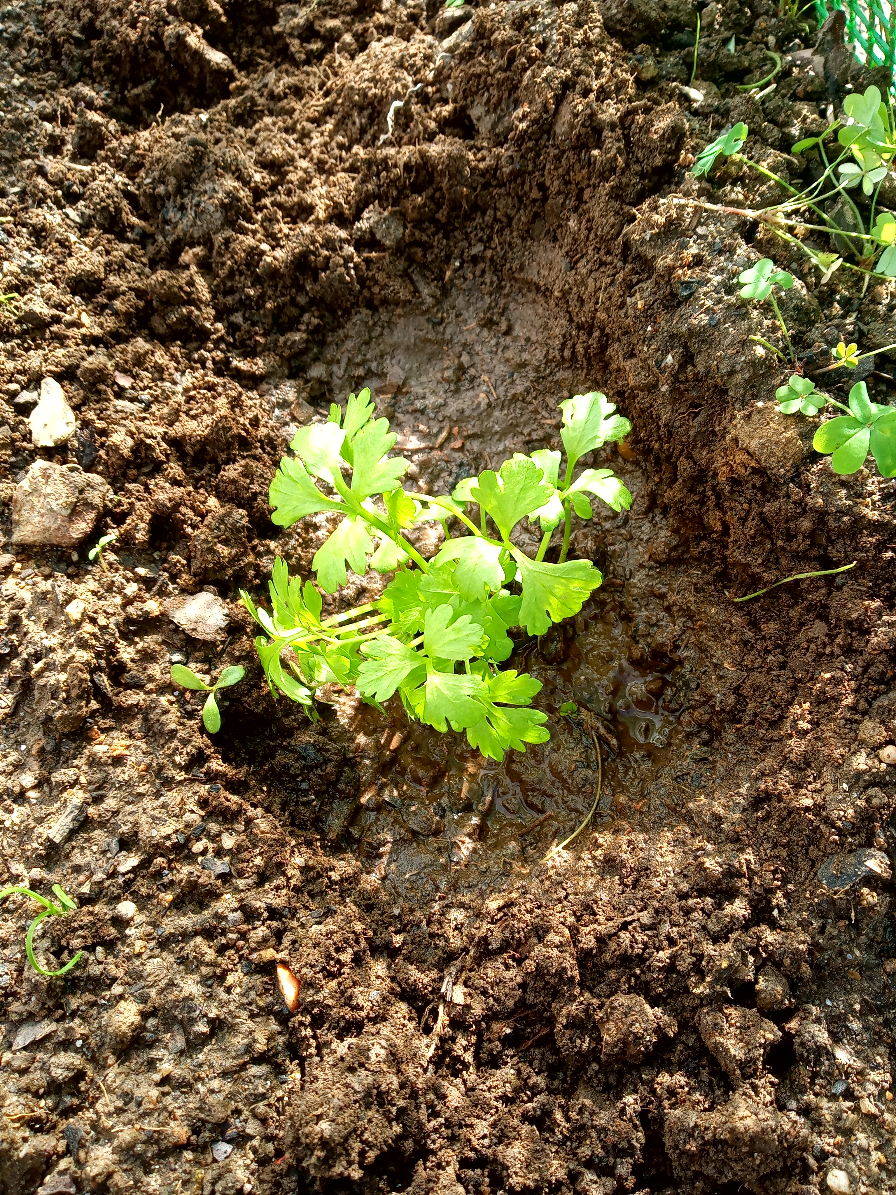 As plantas crescem depressa - salsa