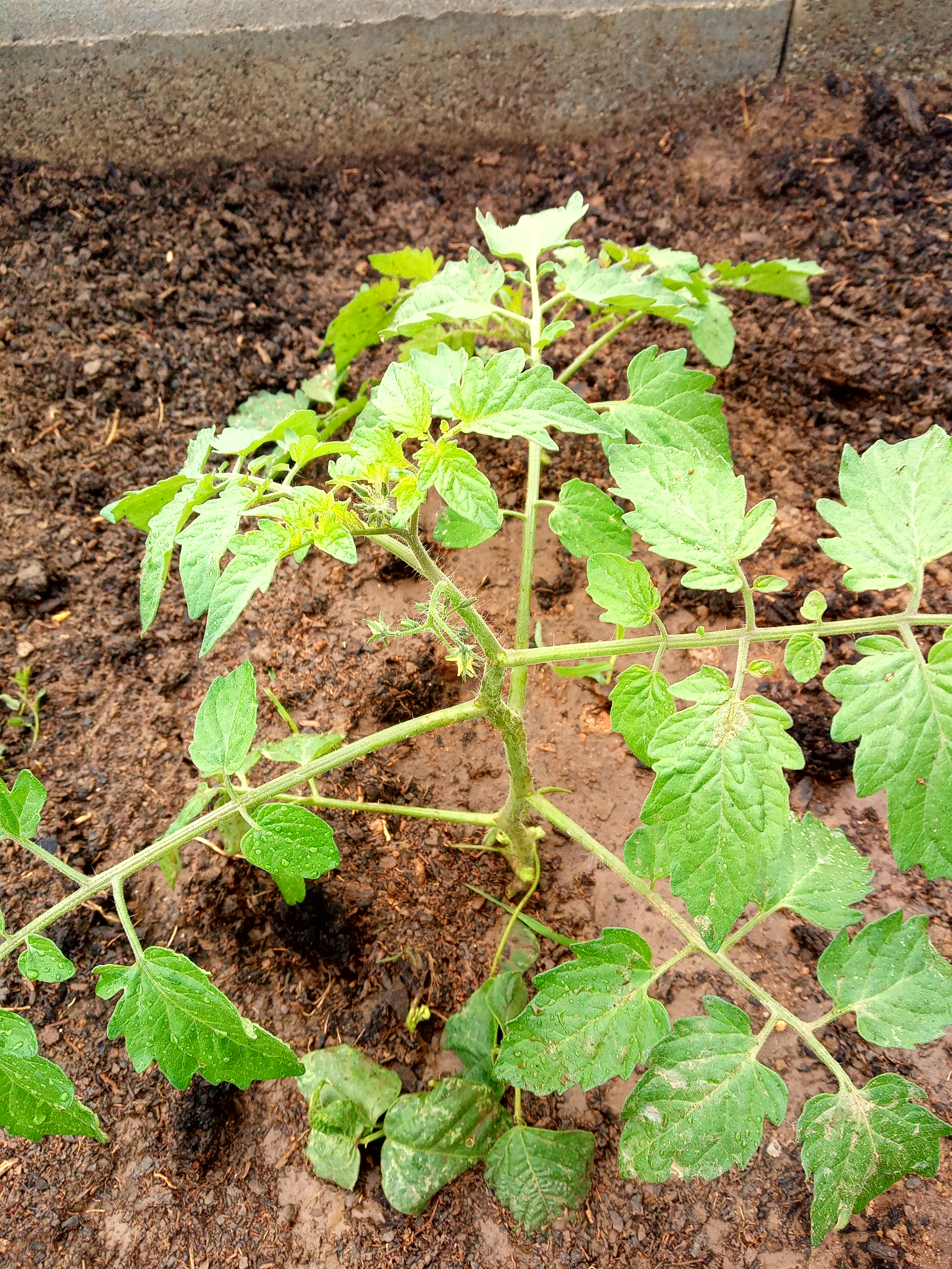 As plantas crescem saudáveis - tomateiro