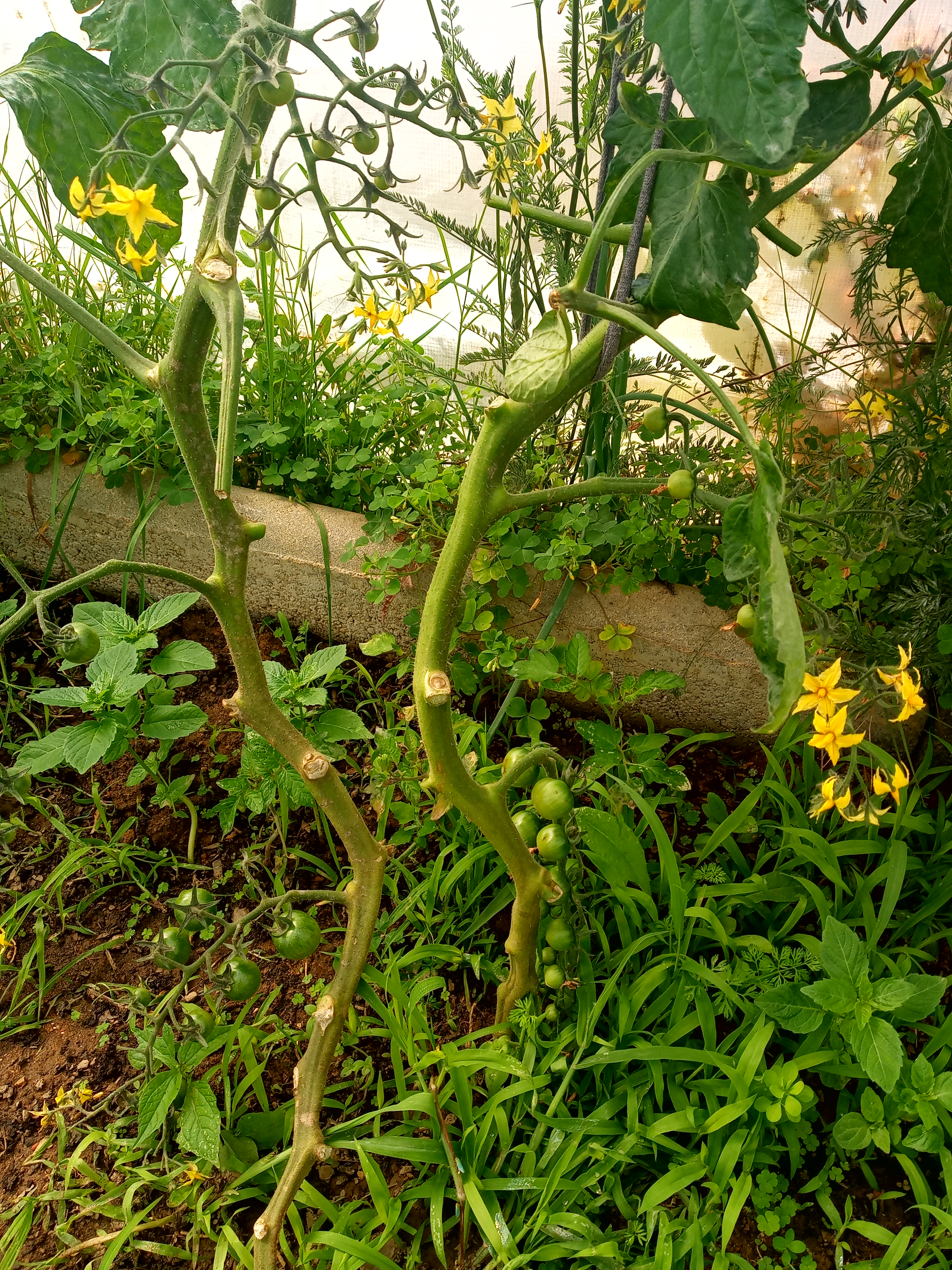 Os tomateiros estão fortes, cheios de flores e frutos