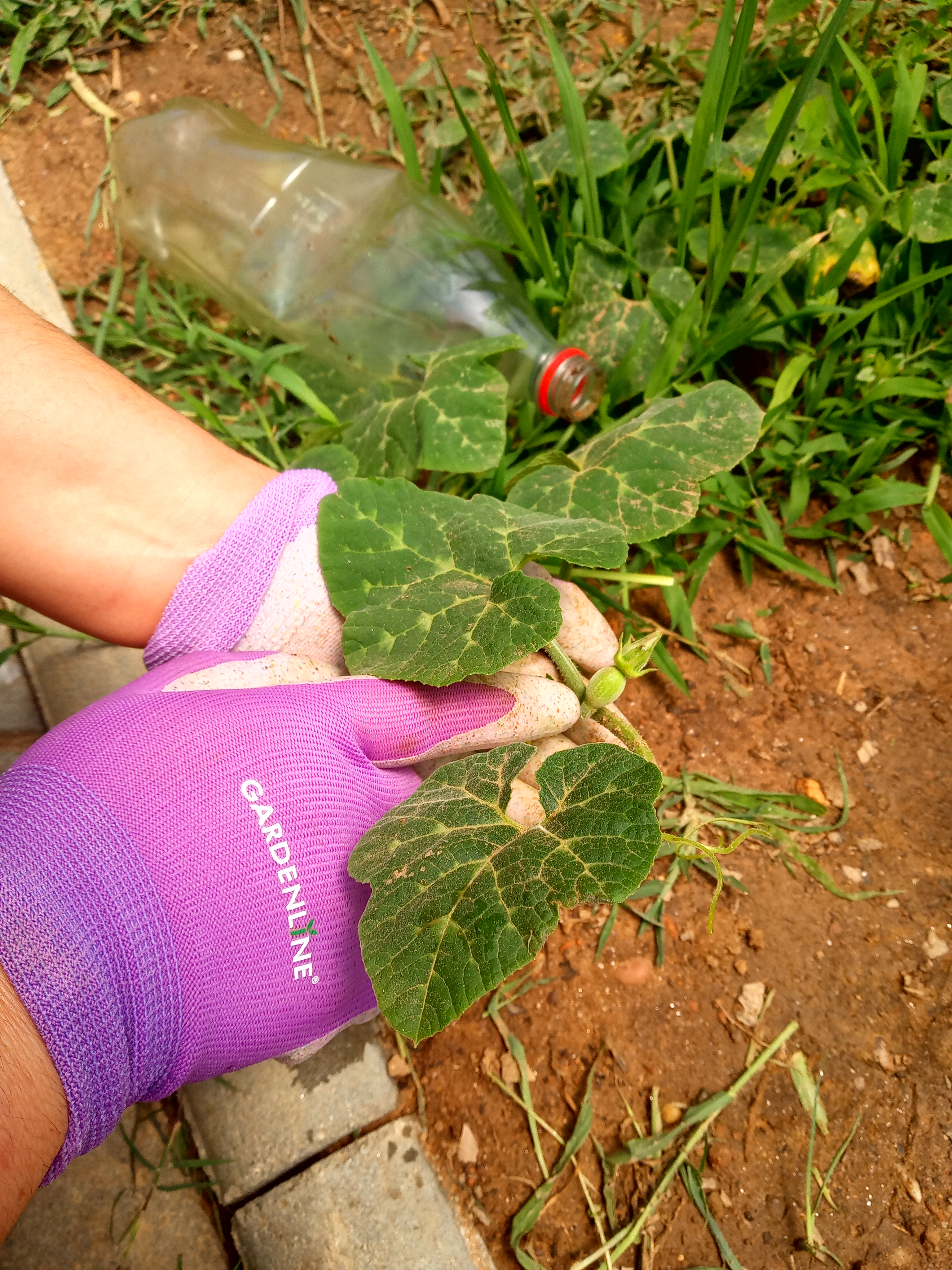 A primeira courgette
