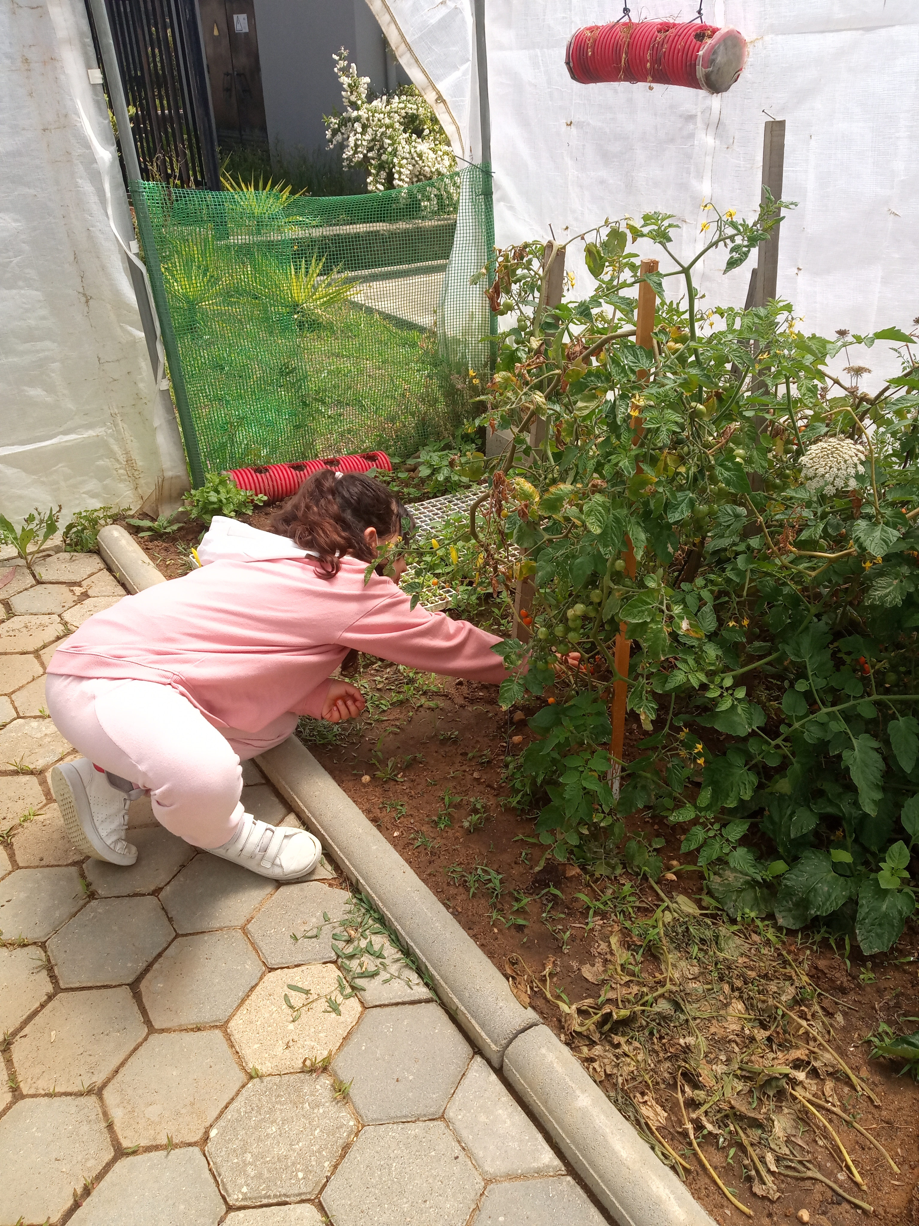 São uma delícia os nossos tomates cereja!