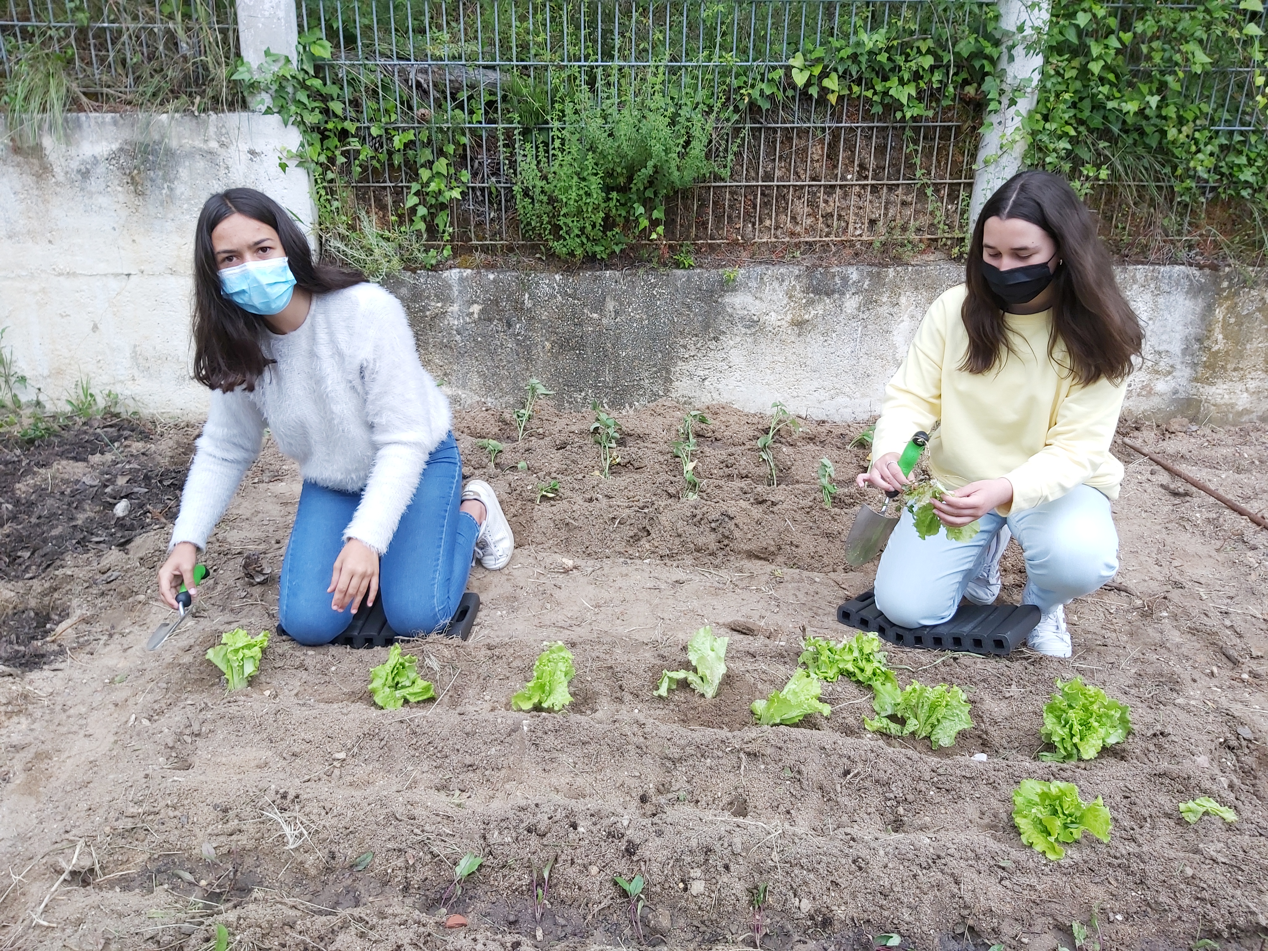 Foto 4 da 1ª Plantação da Horta Bio_EBSO