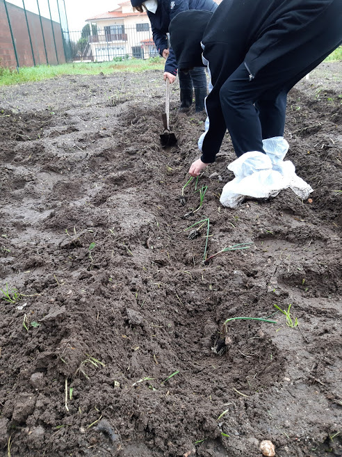 Plantação dos pés de cebolo.