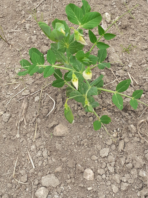 Pormenor da ervilheira com flor.