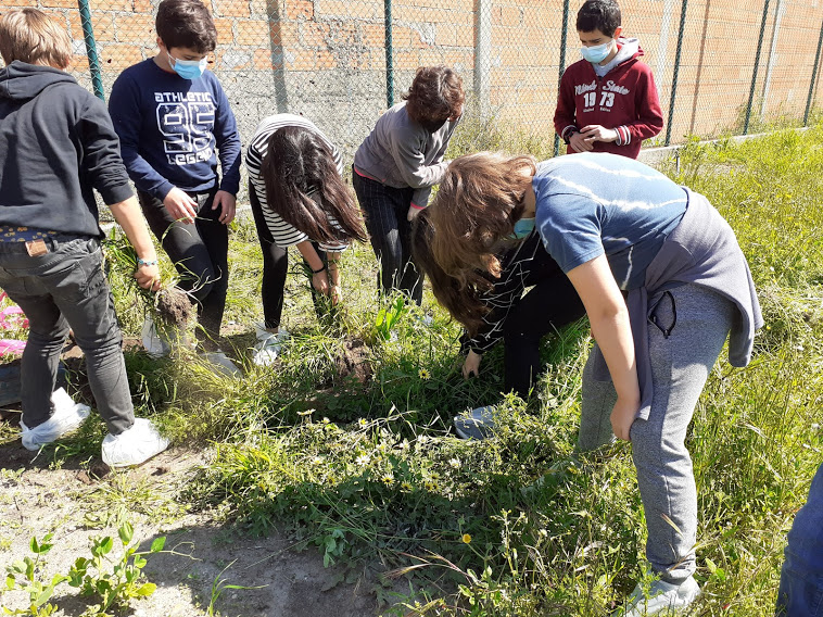 Os alunos retiram as ervas daninhas do espaço da horta.