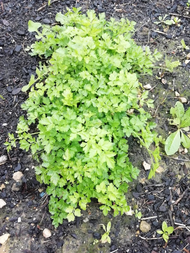 Plantação e recolha de salsa.