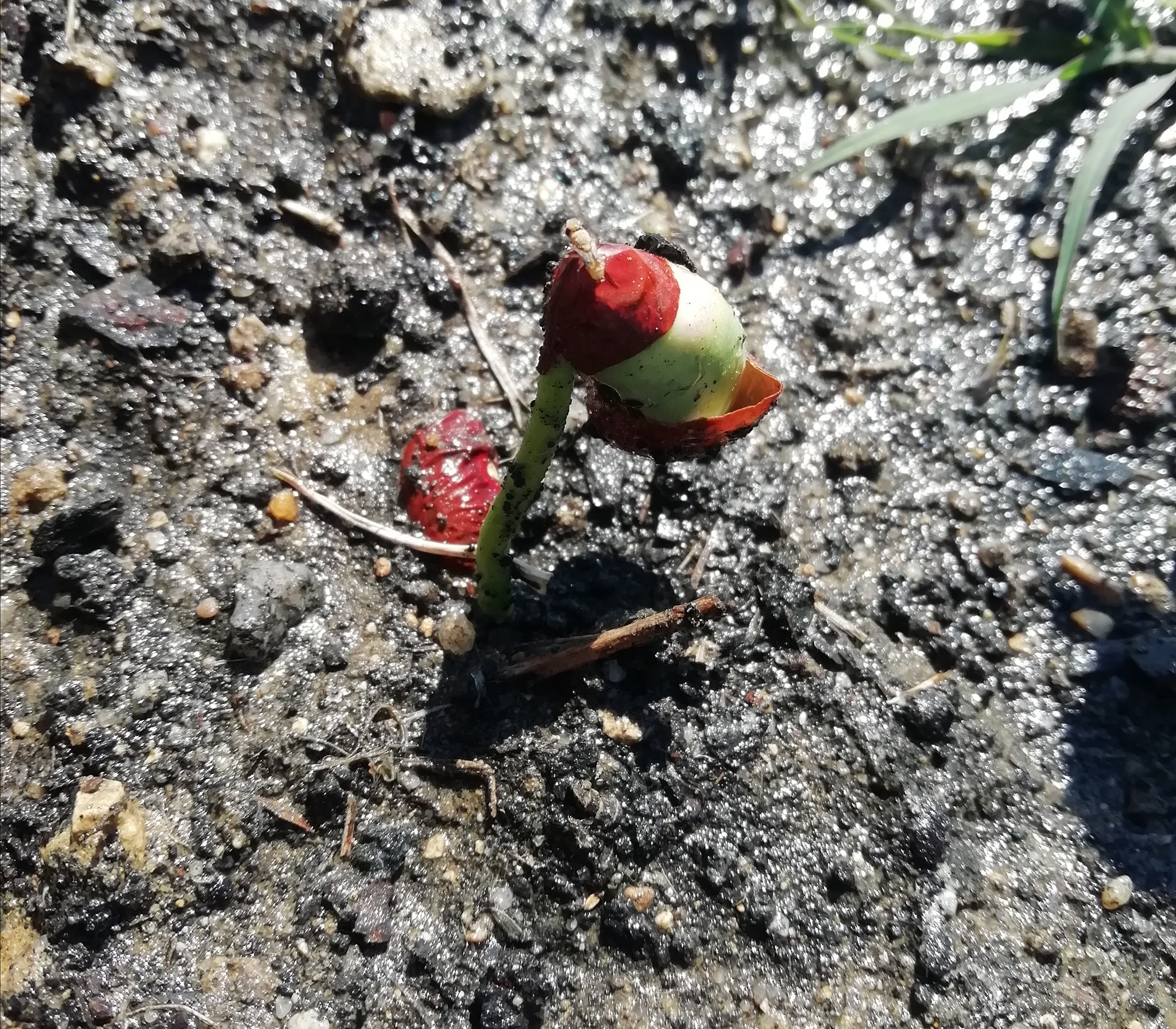 "Aula na horta" - plantação do feijão na terra e observação das mudanças que surgiram em relação à fase germinação.