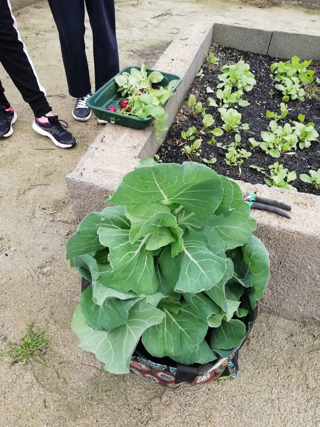 A tão esperada entrega dos vegetais, com sugestões pelos alunos de receitas, entre sopas e saladas.