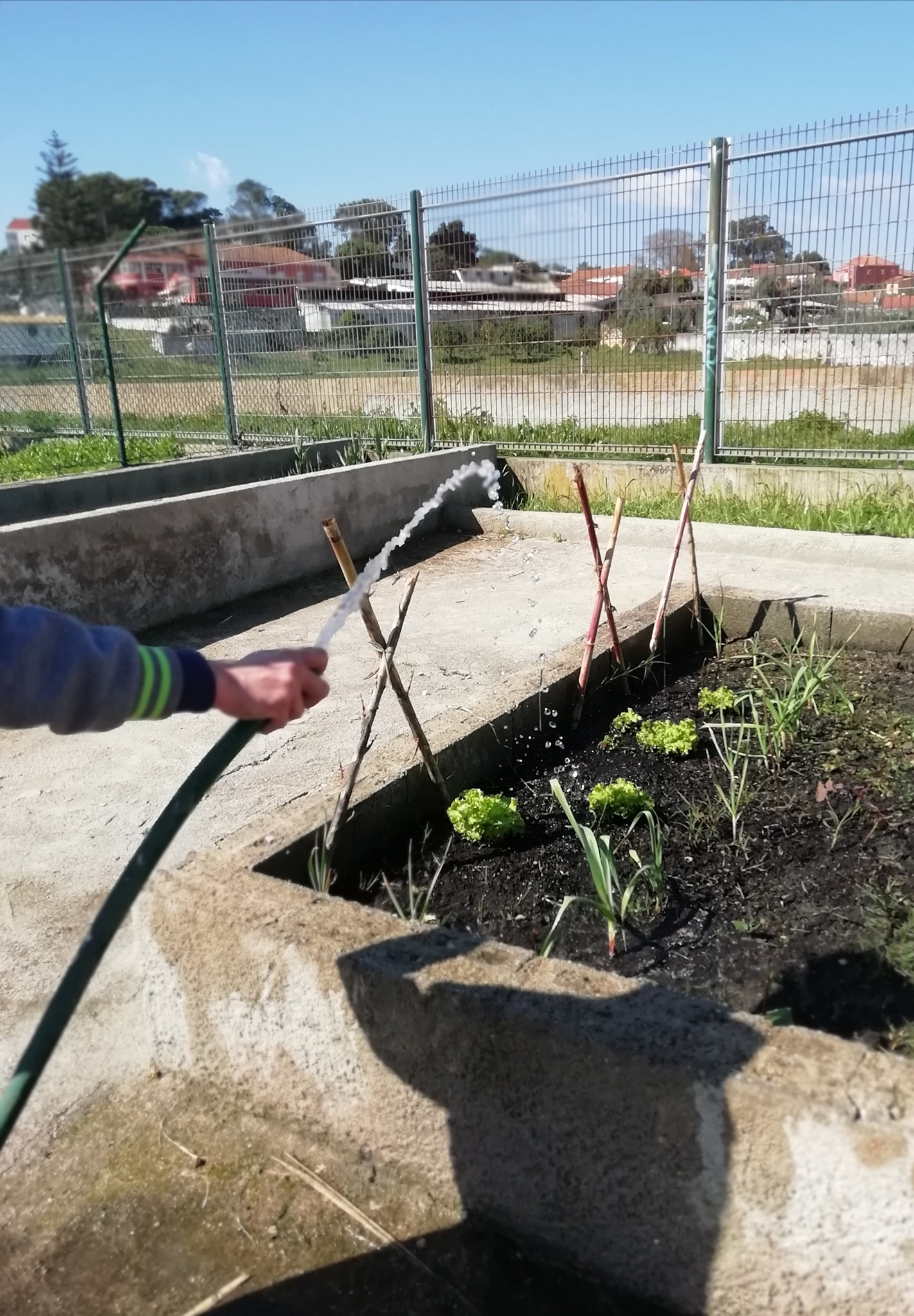 "Aula na horta" - "O que necessita uma planta?". Os nossos alunos não se esquecem da rega.