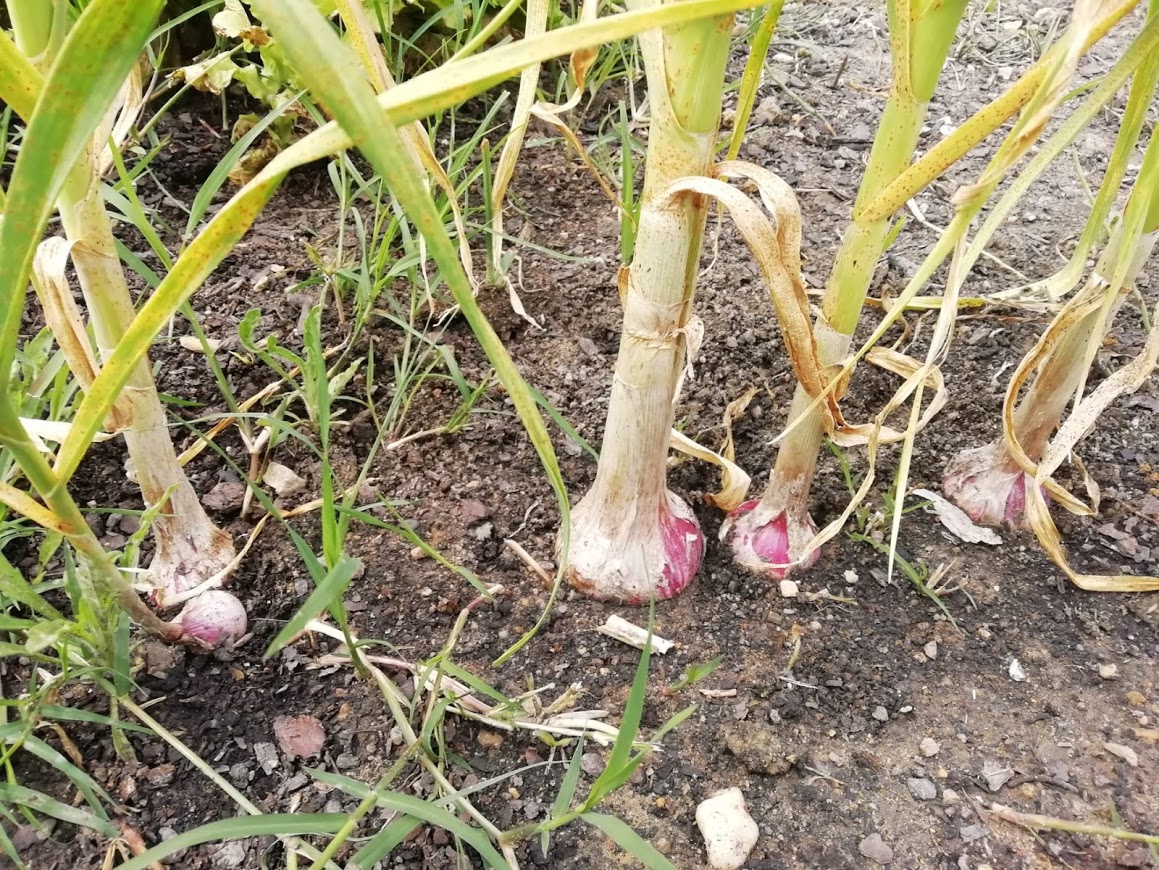 "Alhos gigantes", batizados pelos alunos, que dizem produzir-se "com carinho e boa terra".