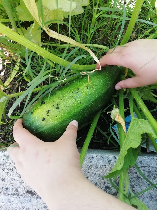 "Aula na Horta" - recolha de courgetes e análise comparativa com outros vegetais quanto à relação crescimento/tempo de desenvolvimento.