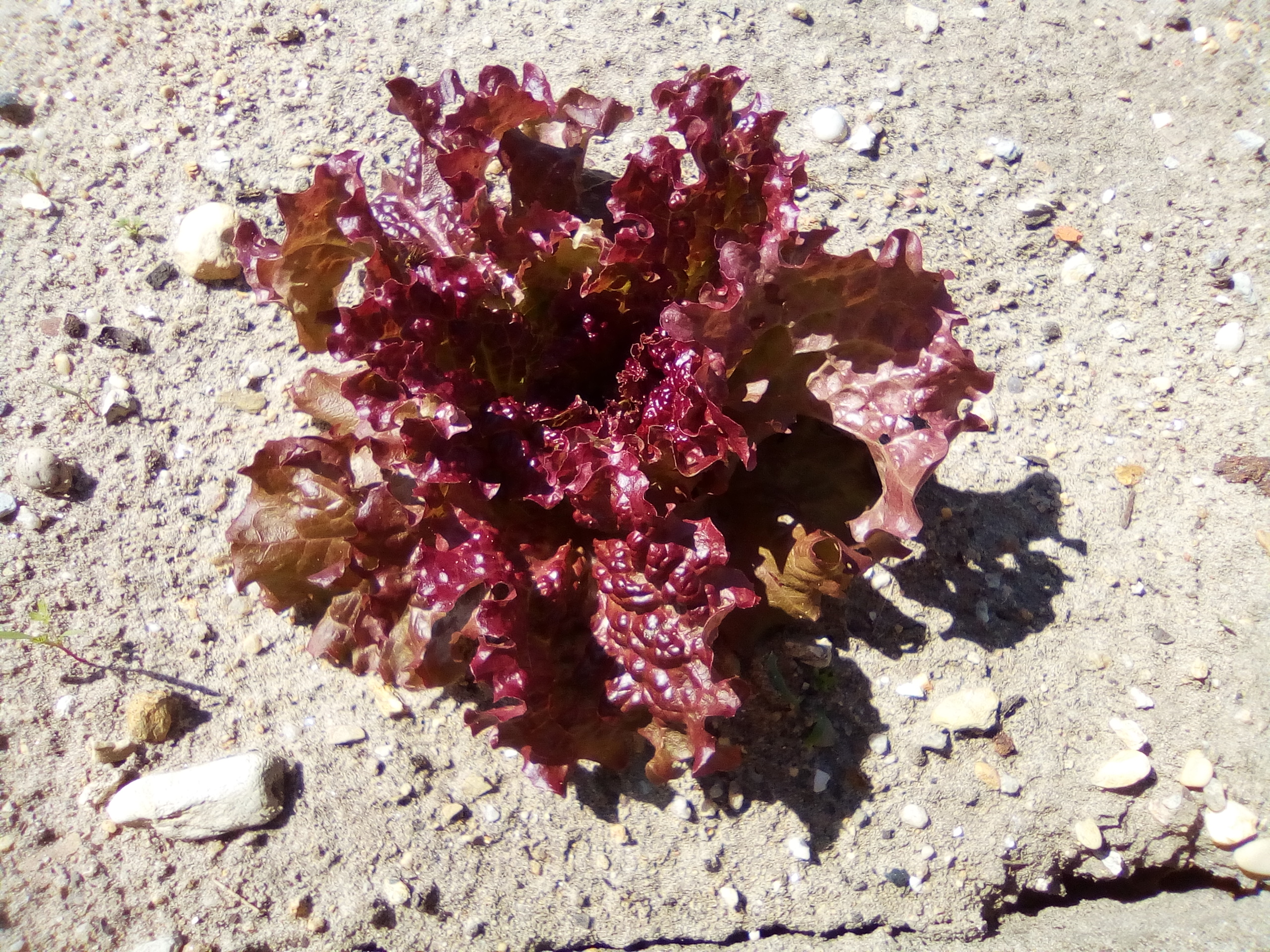 alface roxa