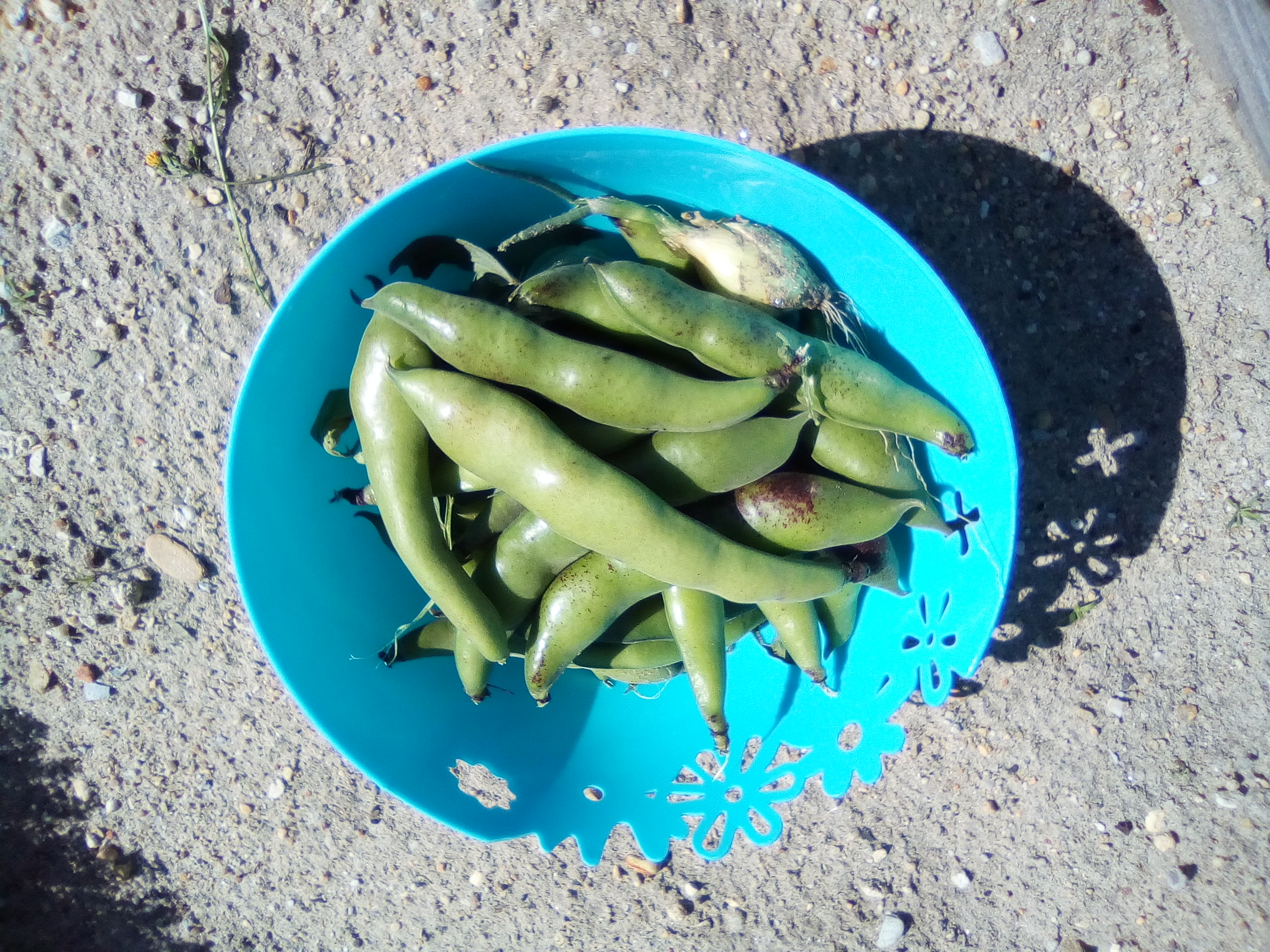 favas colhidas