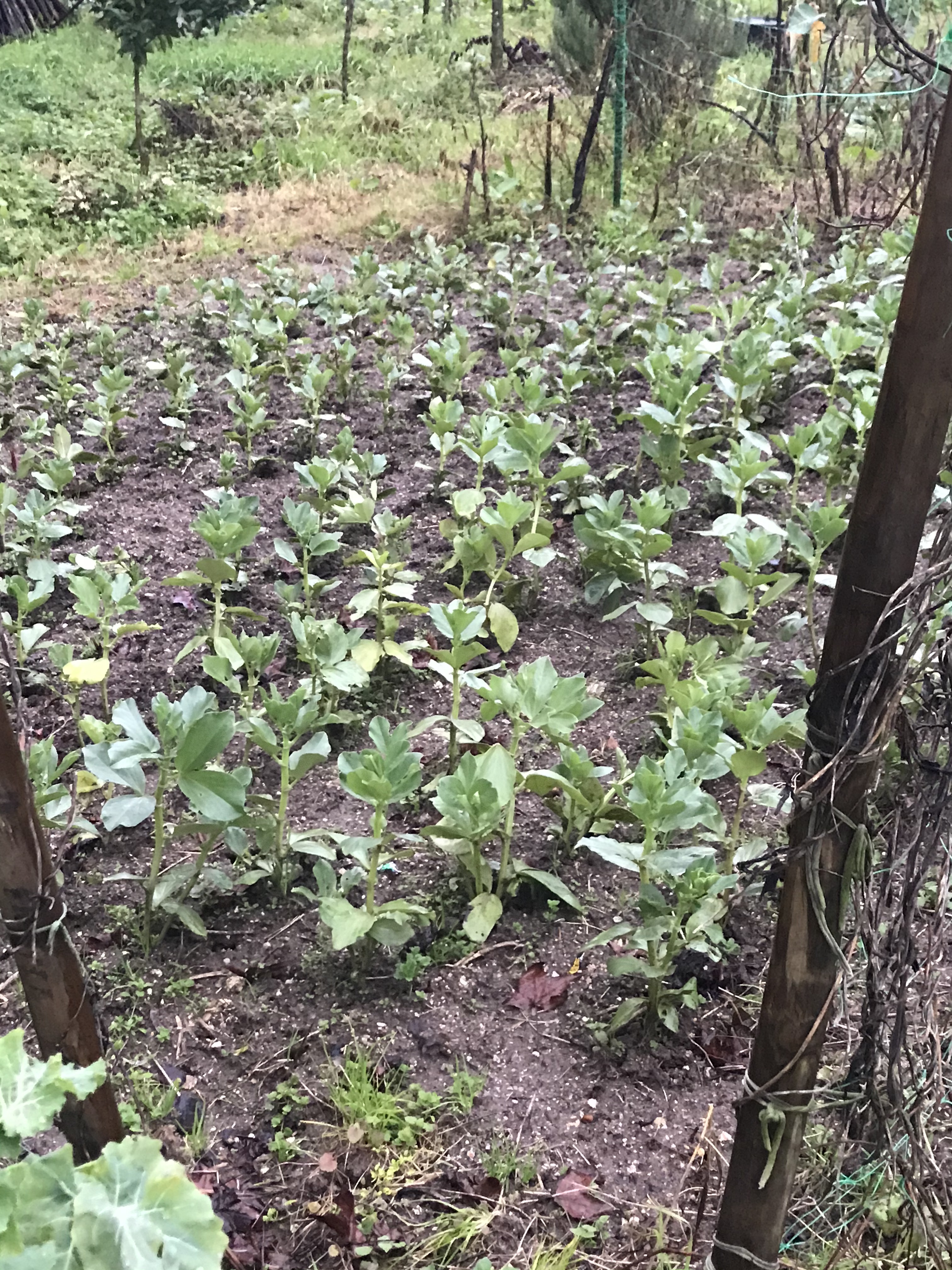 FAVAS BIOLÓGICAS DA HORTA