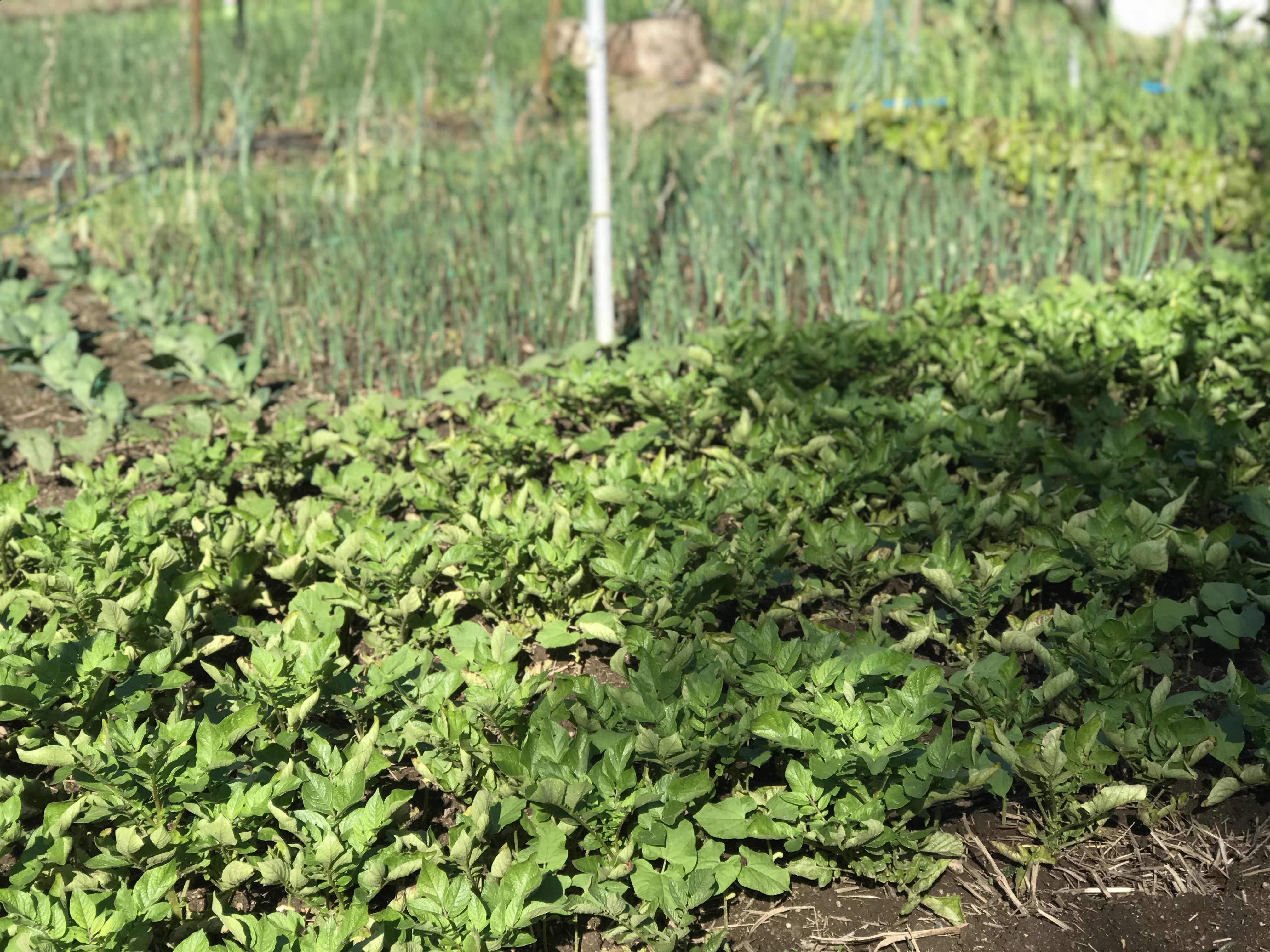 Gradação de Verdes
