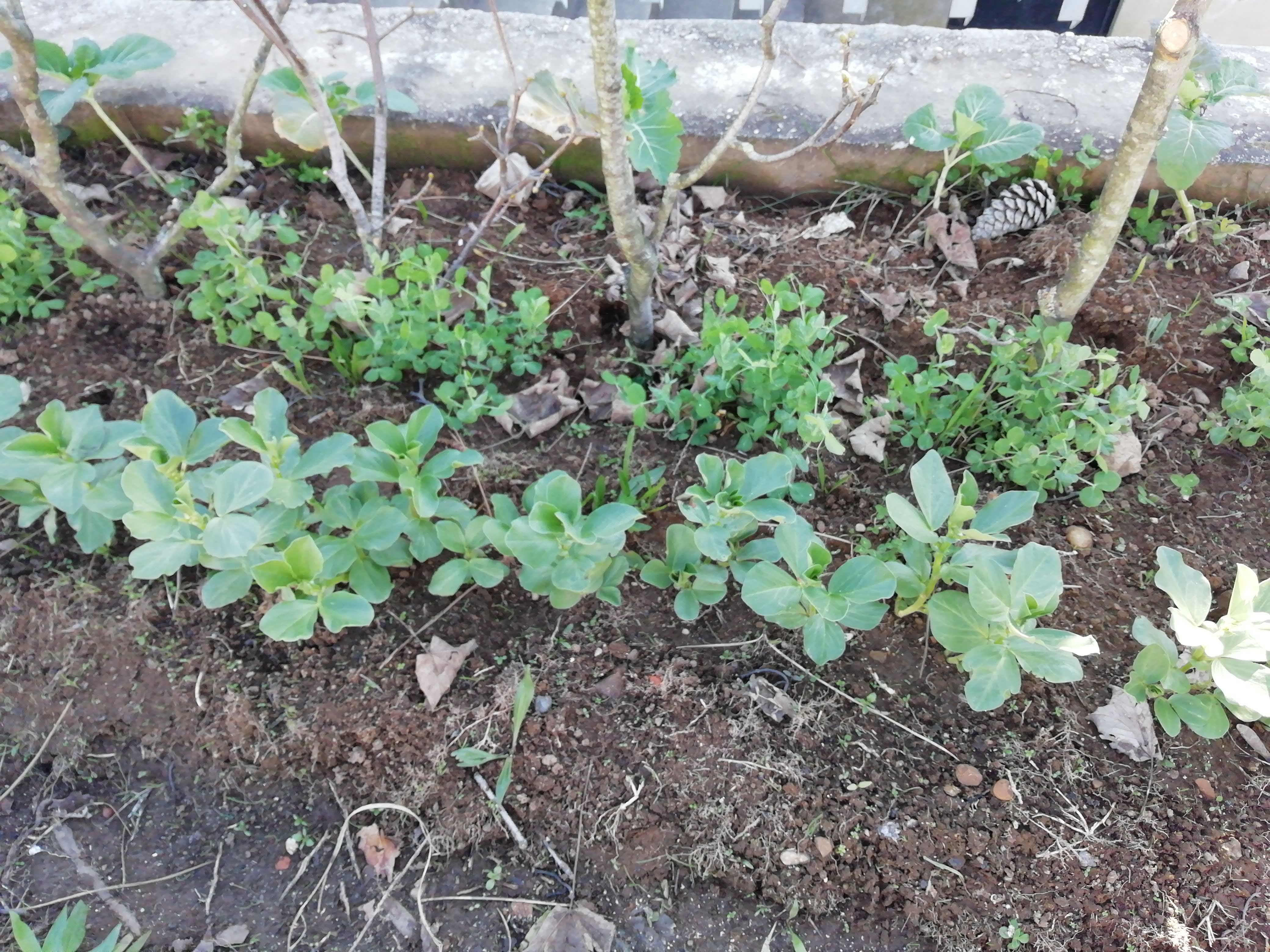 Encostado à parede, couves. Depois, ervilhas e favas. Os ramos, são da poda de uma árvore próxima e são as estacas para as ervilhas treparem.