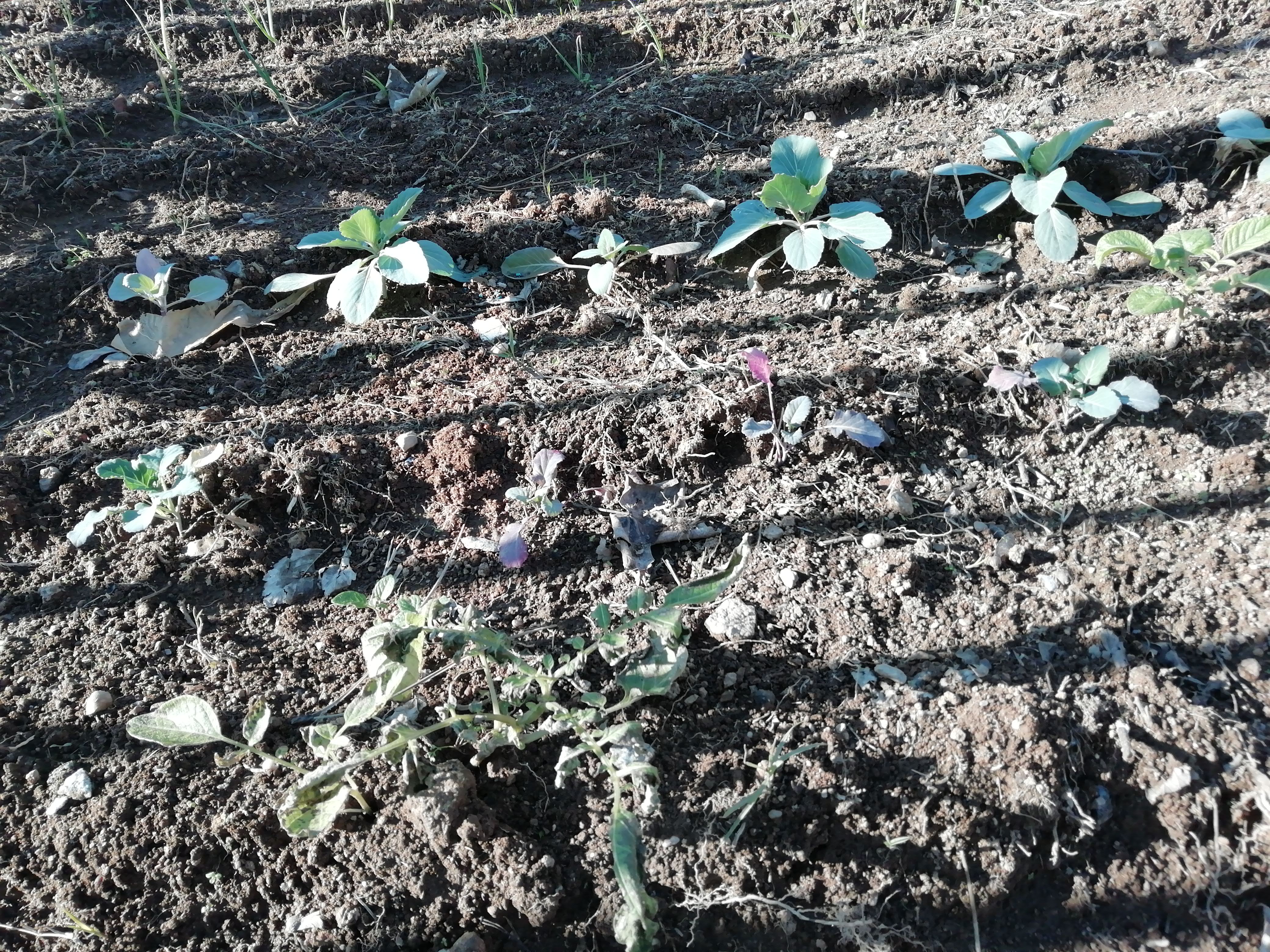 Atrás, cebolo. Depois, repolhos (couve coração) e batata.