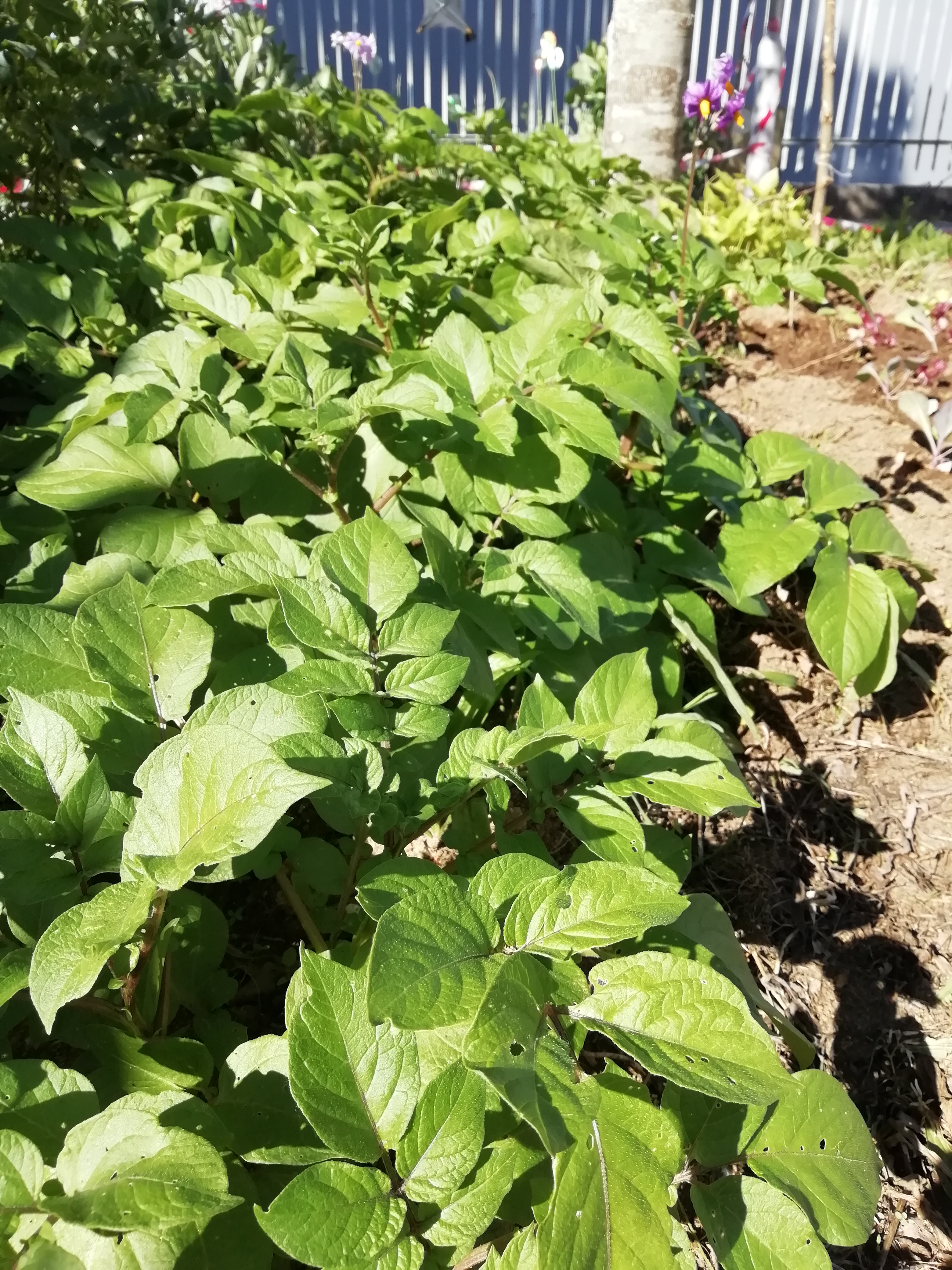 Batatas