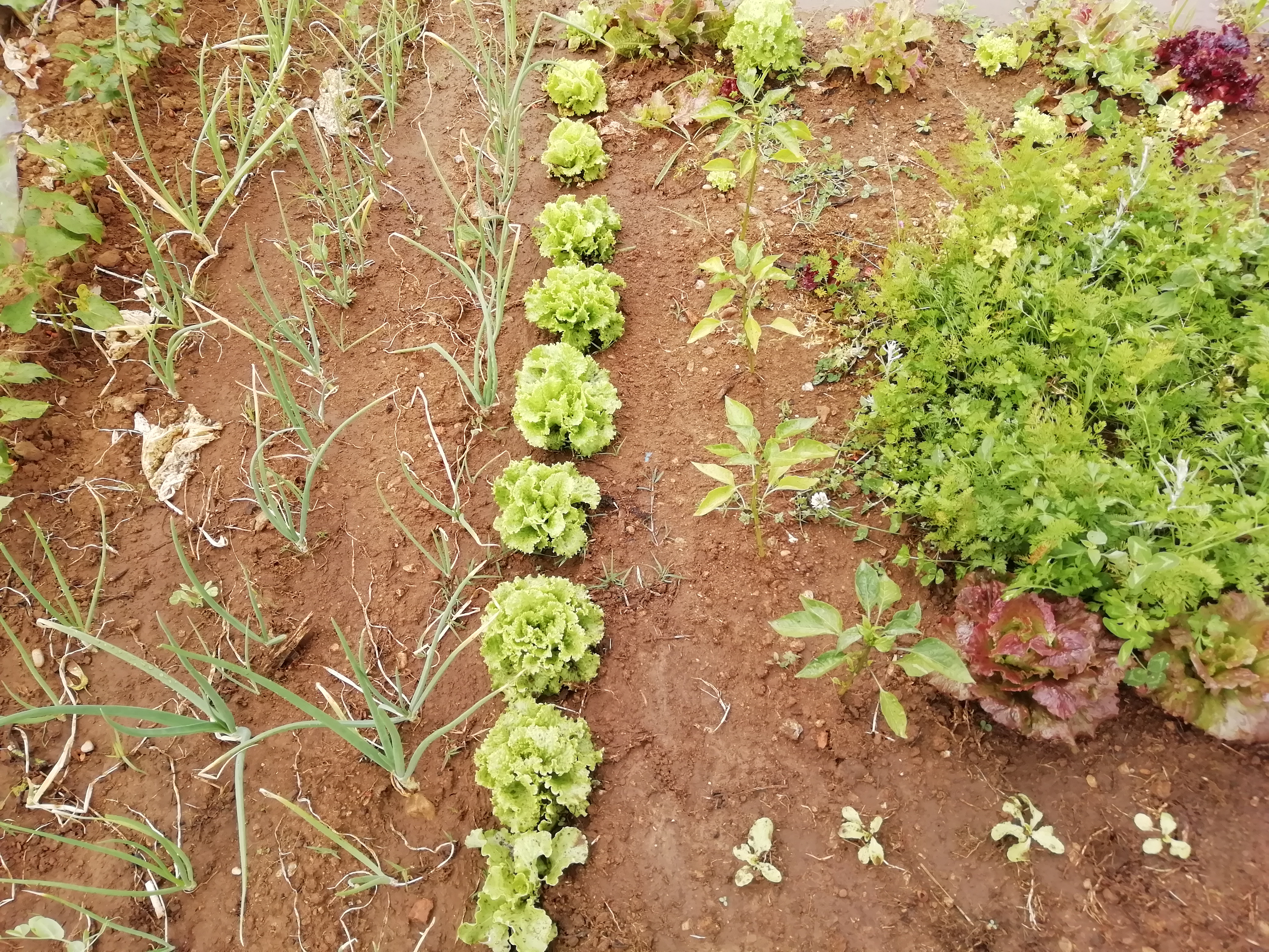 Cebolo, alfaces, pimentos, cenouras e feijão rasteiro.