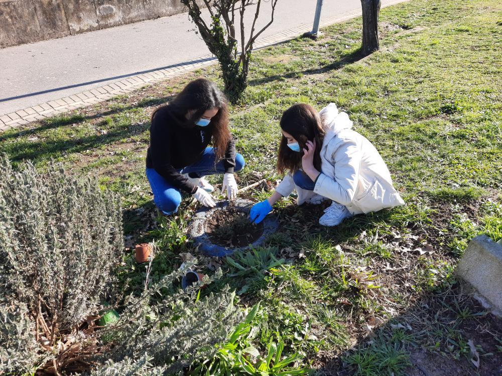 Renovação da "sebe" de aromáticas junto à horta
