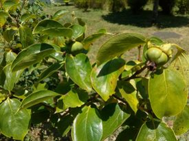 Dióspiro - pormenor de fruta- 1º ano - Plantada no ano passado.