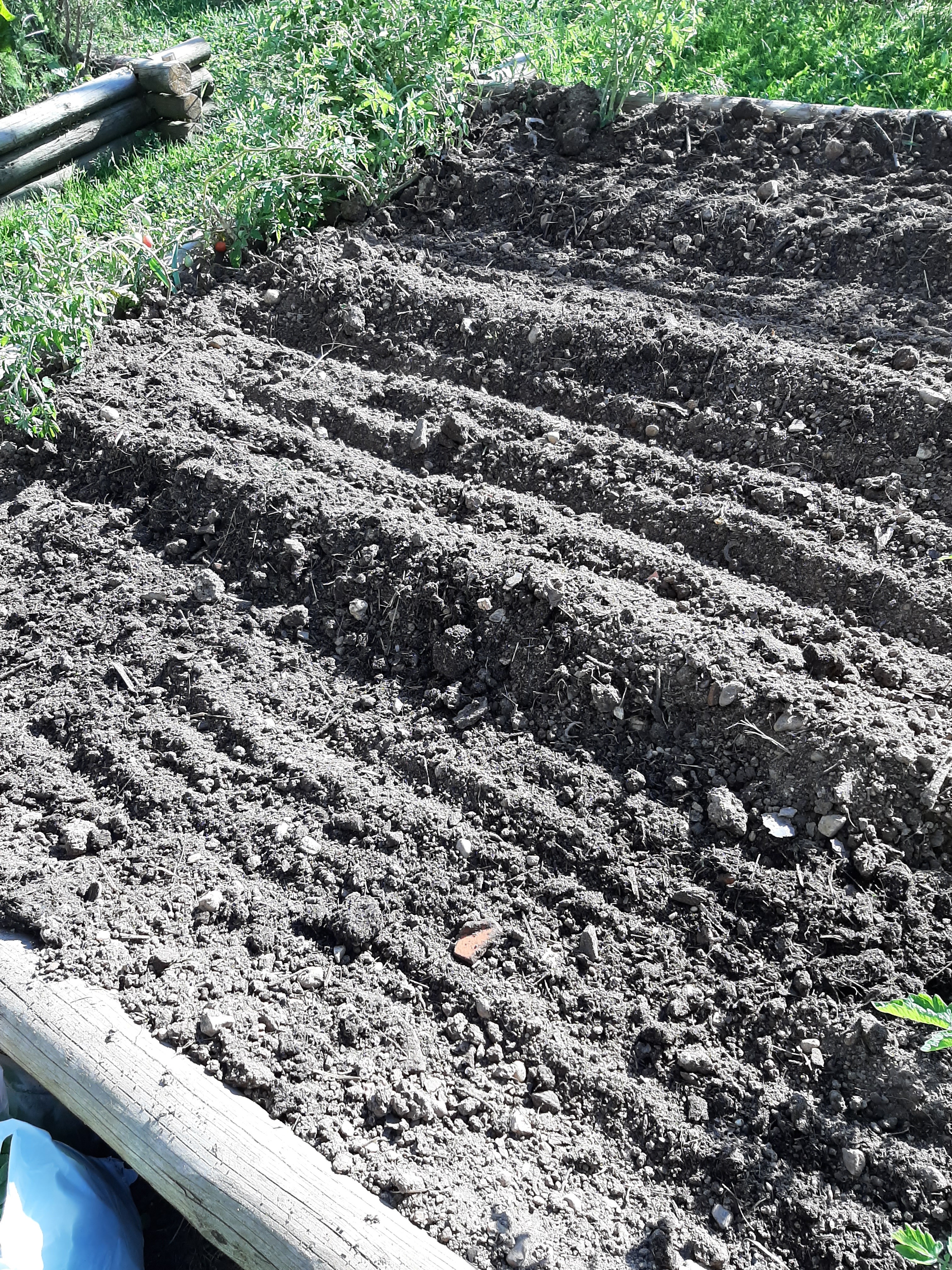Arranjo da terra - cavar, fertilizar com estrume do galinheiro de um aluno