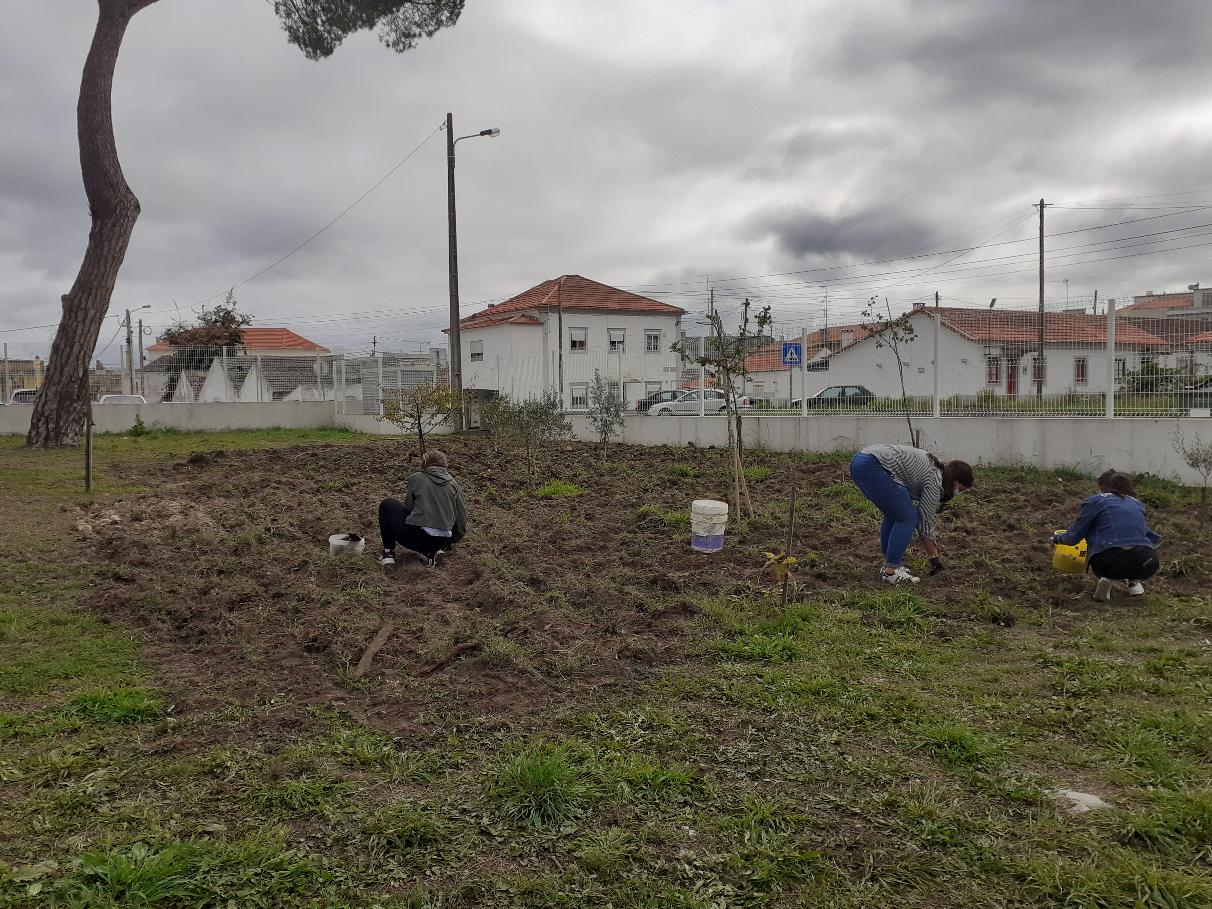 1. Preparação do solo