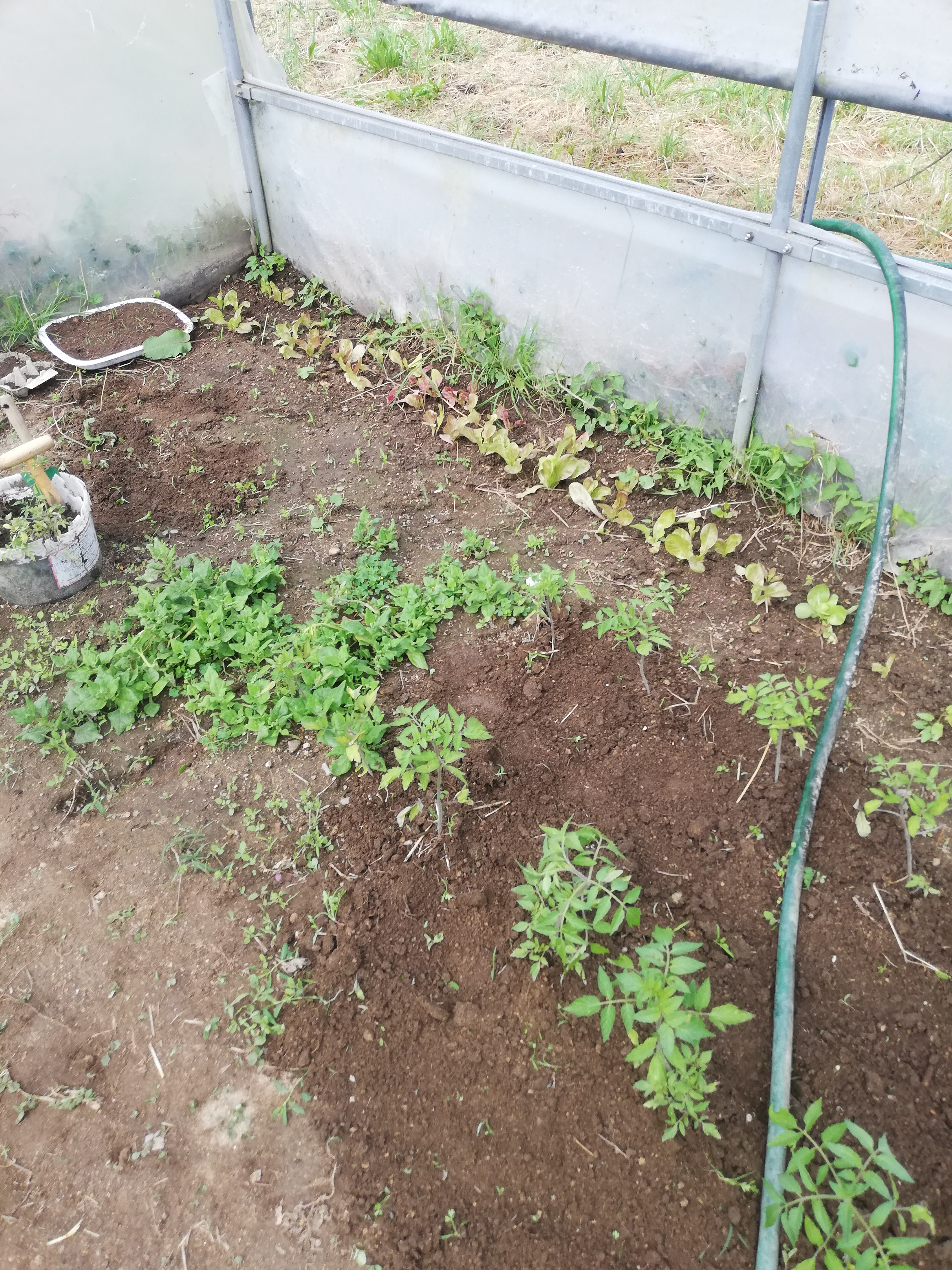 Após a colheita voltamos a plantar no interior da estufa ( alface, tomates, pimentos, espinafre, salvia)
