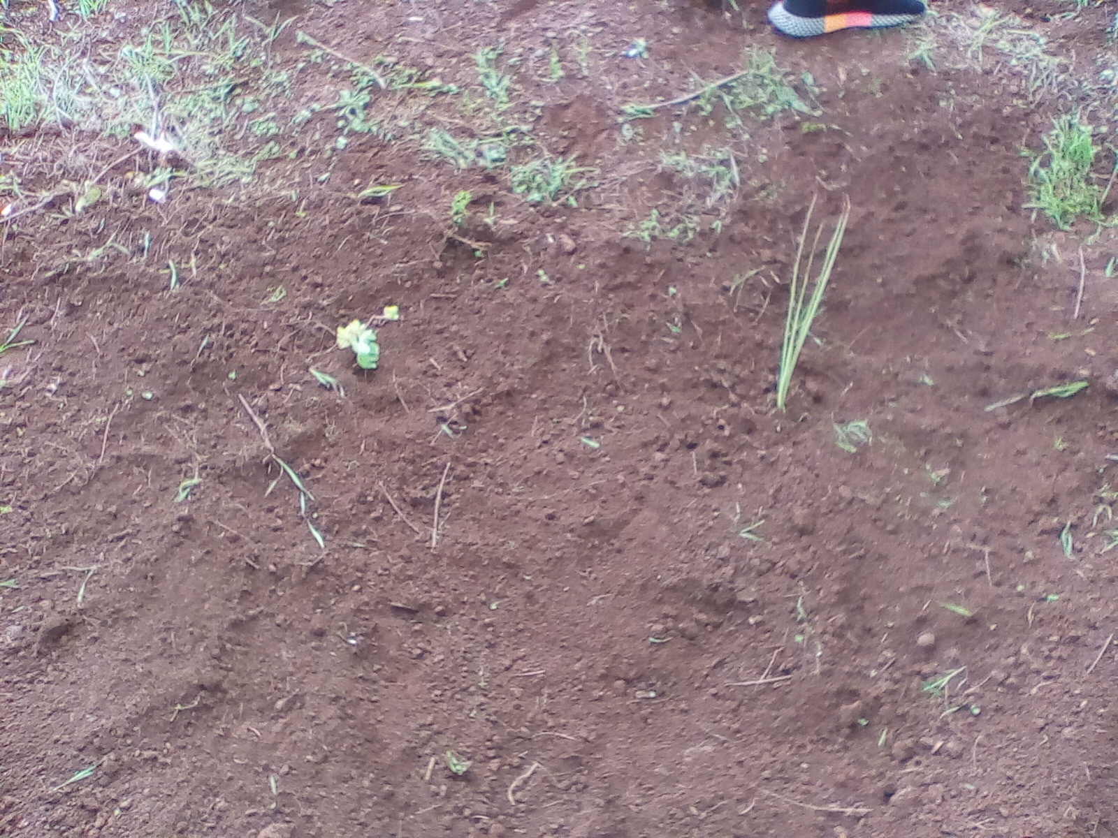 Plantando 1ª experiência