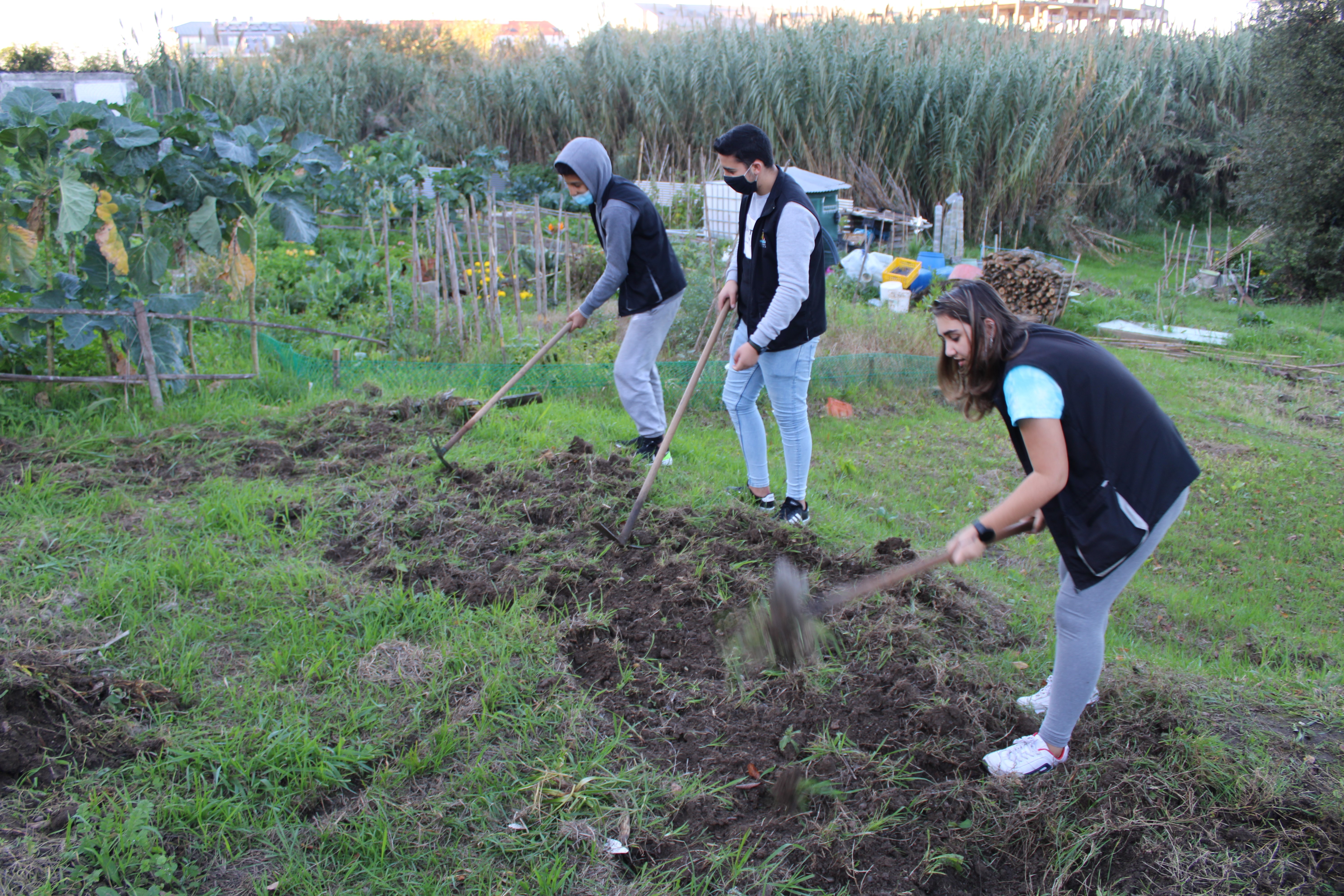 Preparar terreno