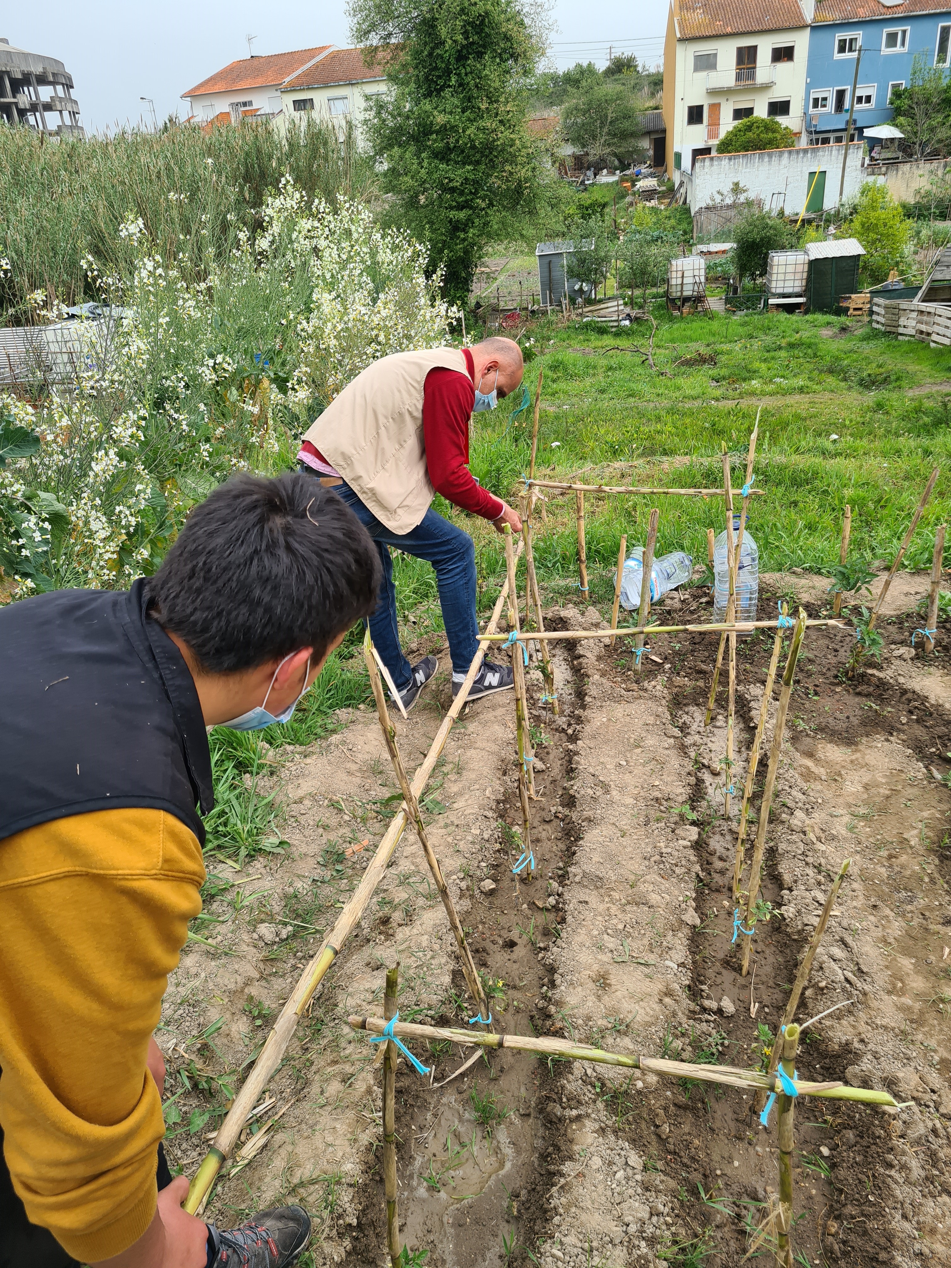 Preparação de estruturas para os legumes
