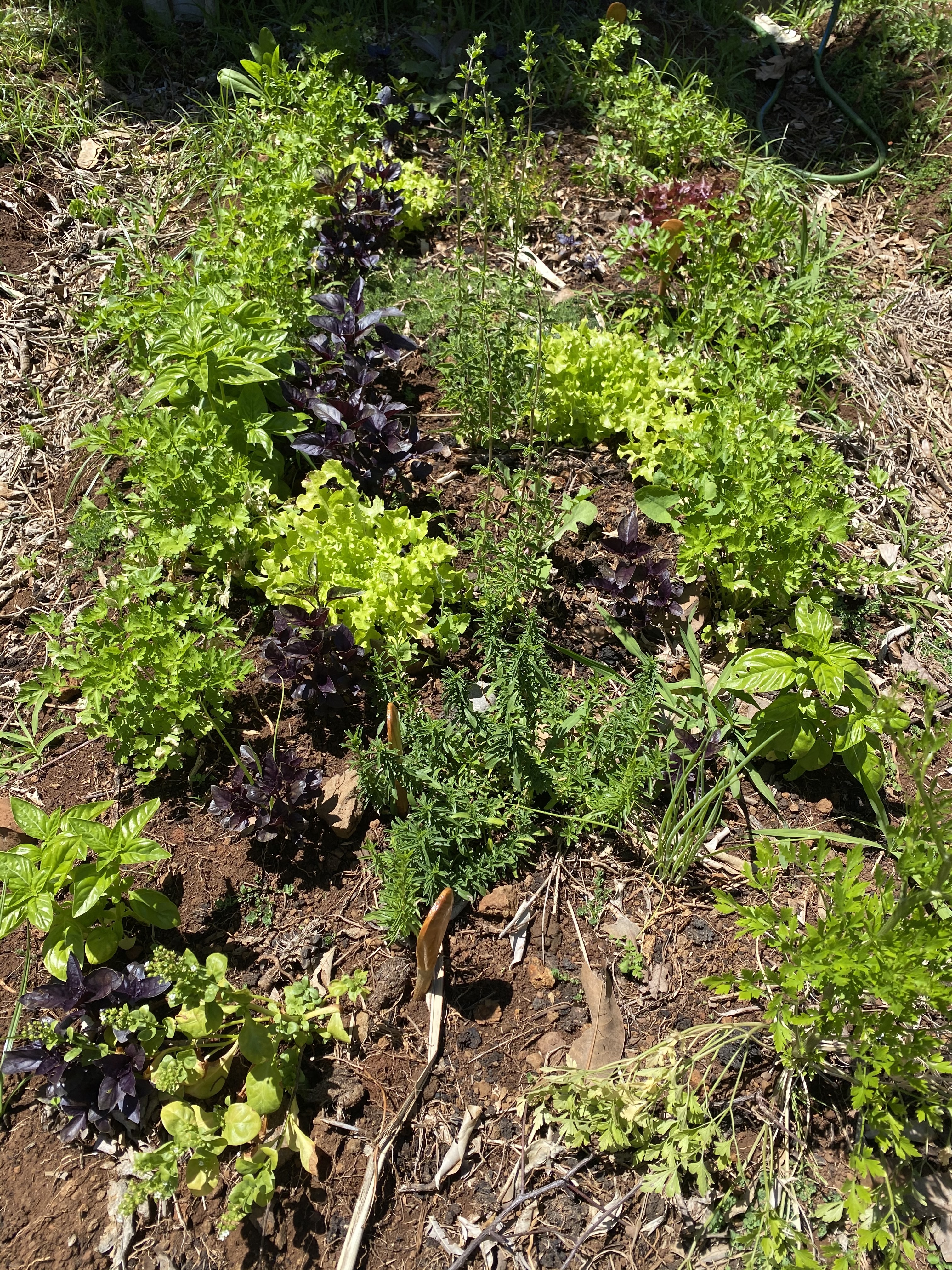 Ervas aromáticas