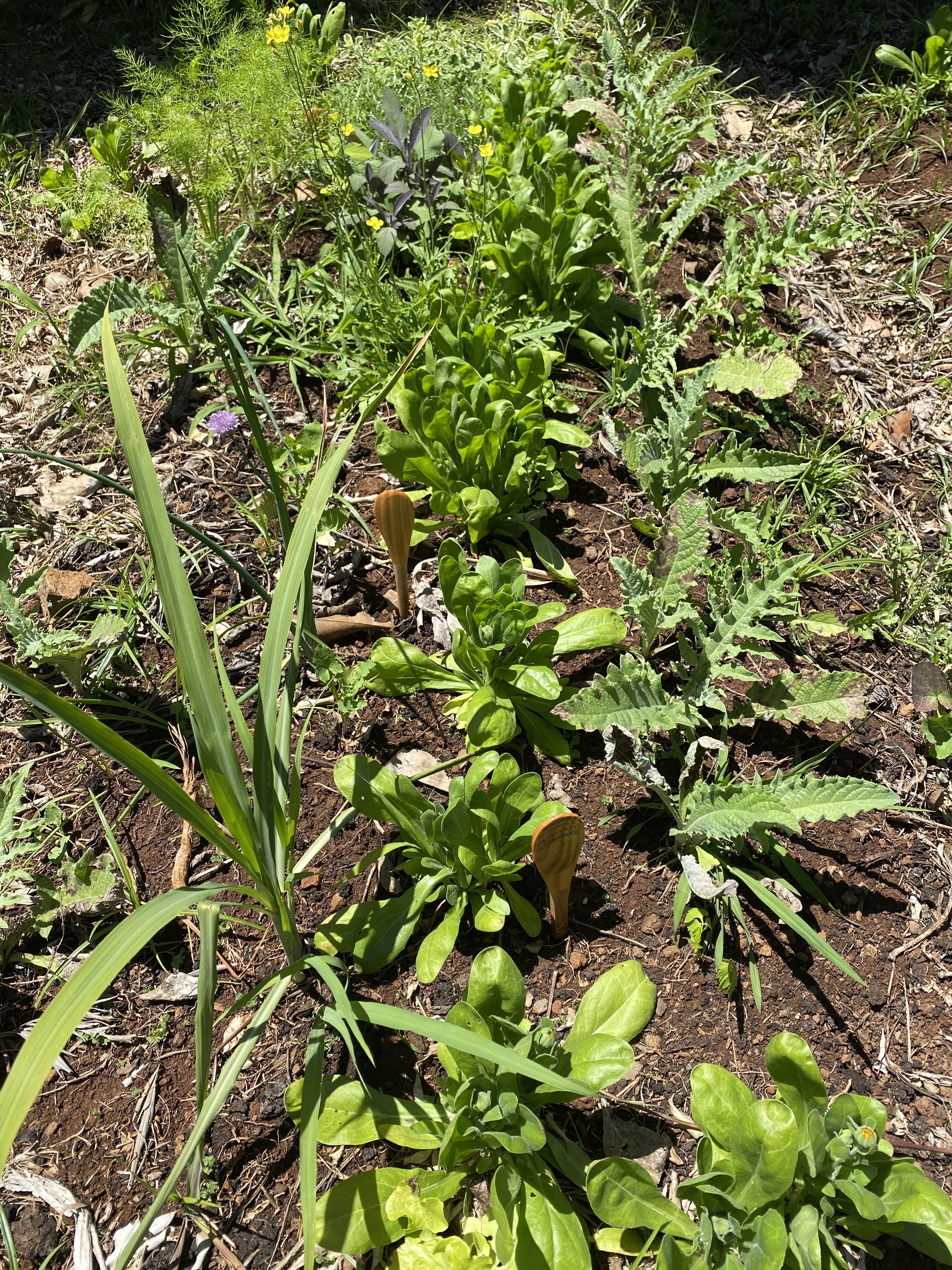 Ervas aromáticas diversas