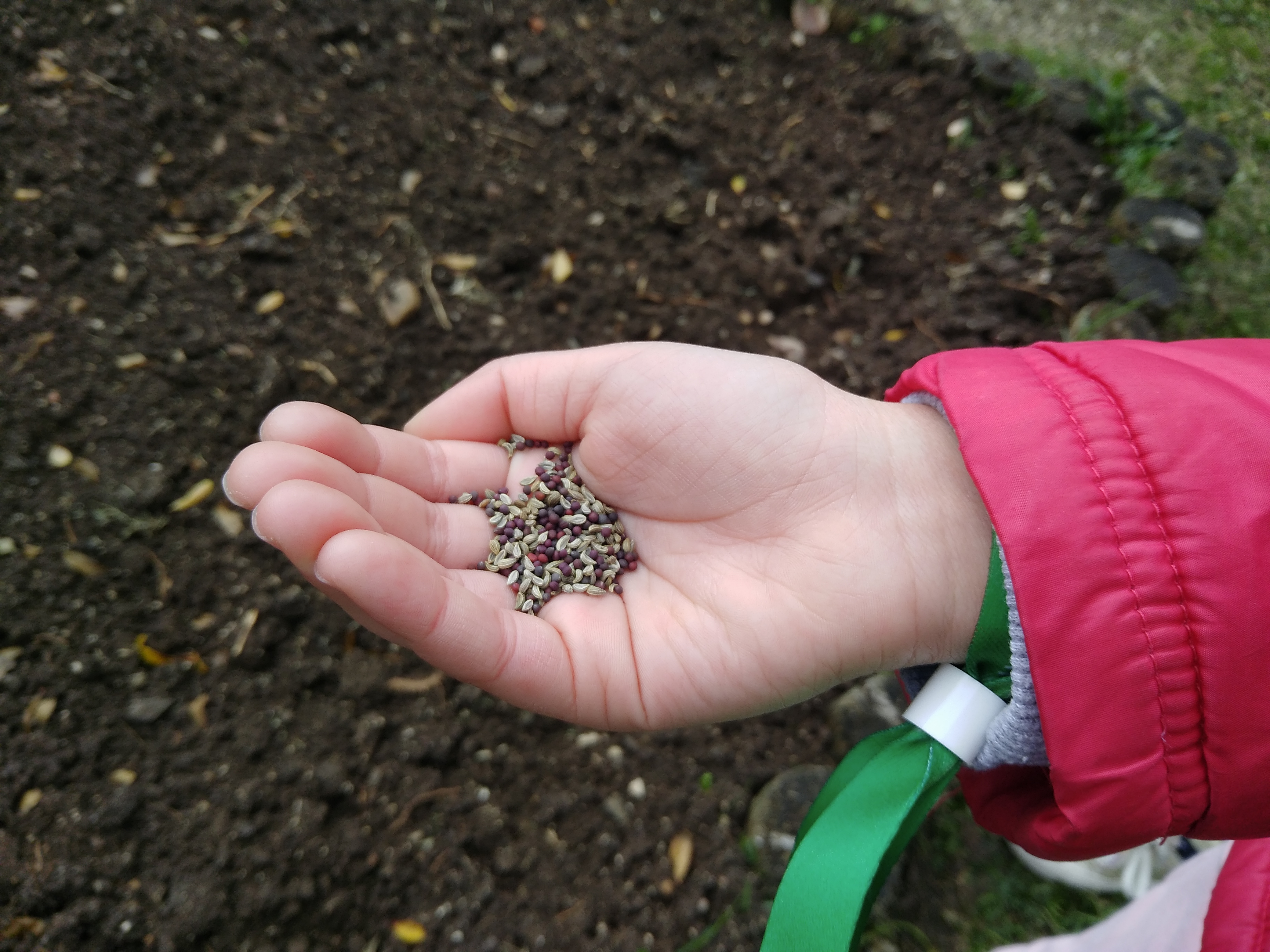 Das mãozinhas pequeninas dos meninos do 1.º ano caíram para a terra as primeiras sementes.