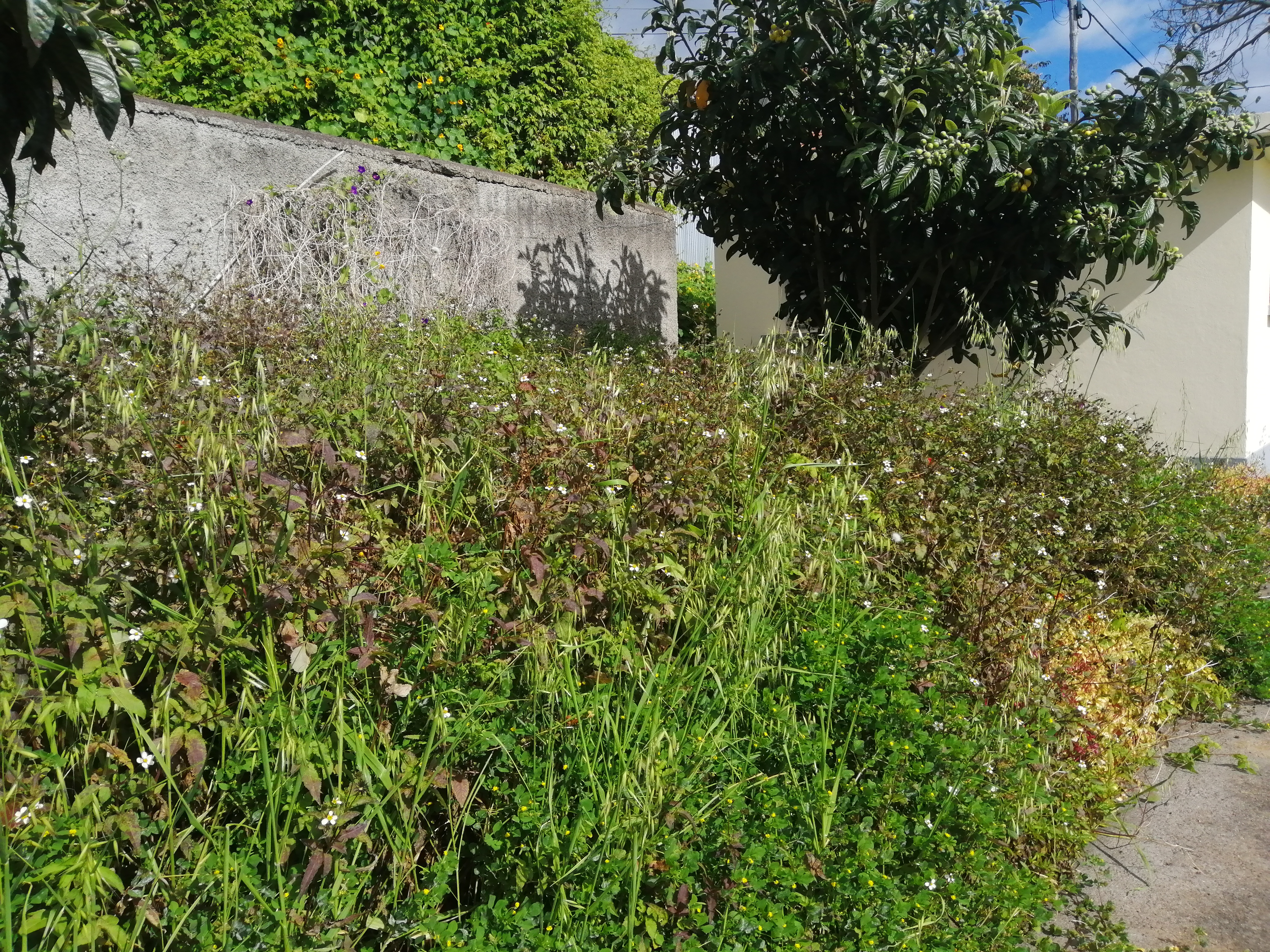 Espaço a preparar e limpar para a horta