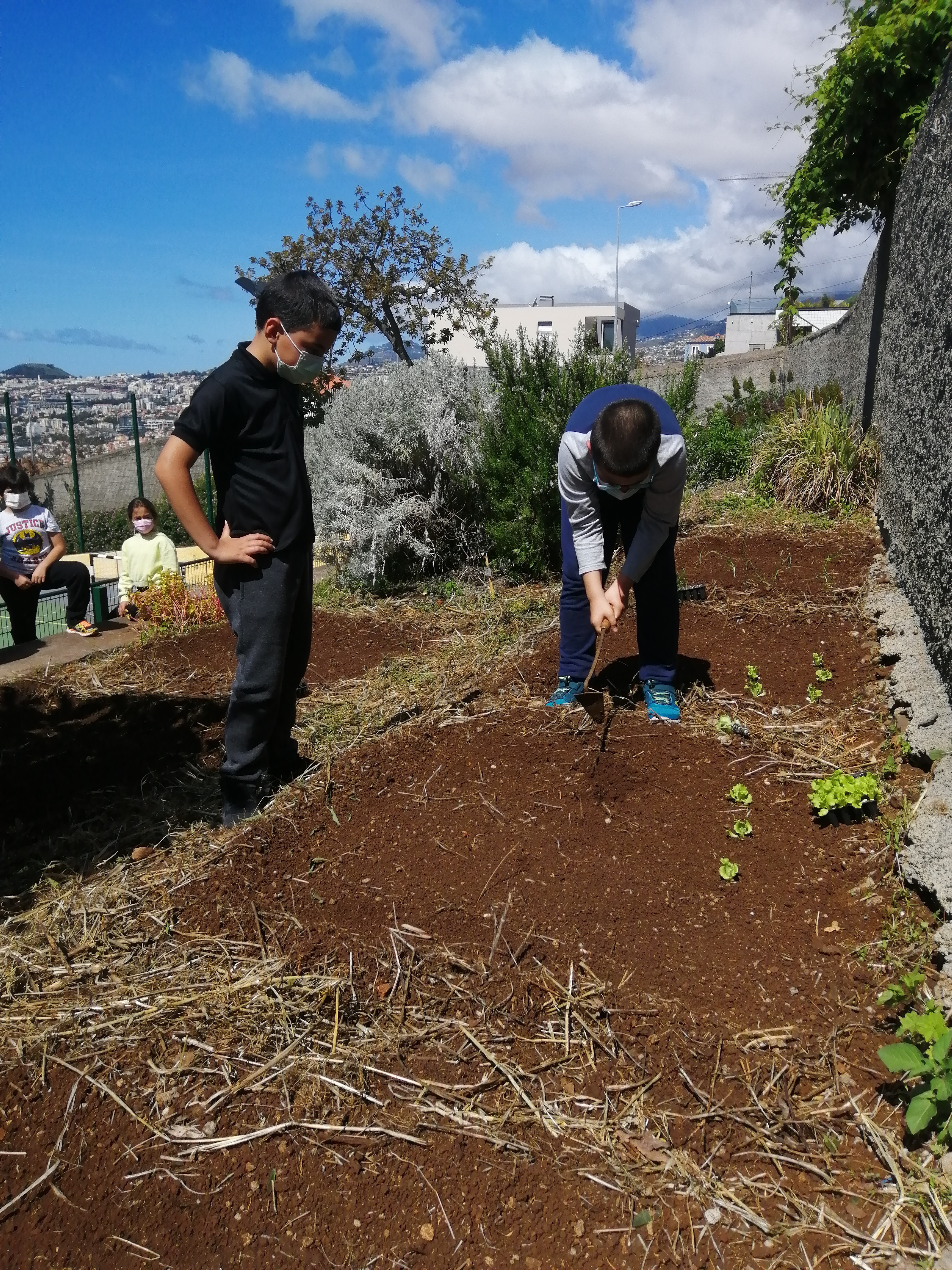 Cultivo dos alimentos3