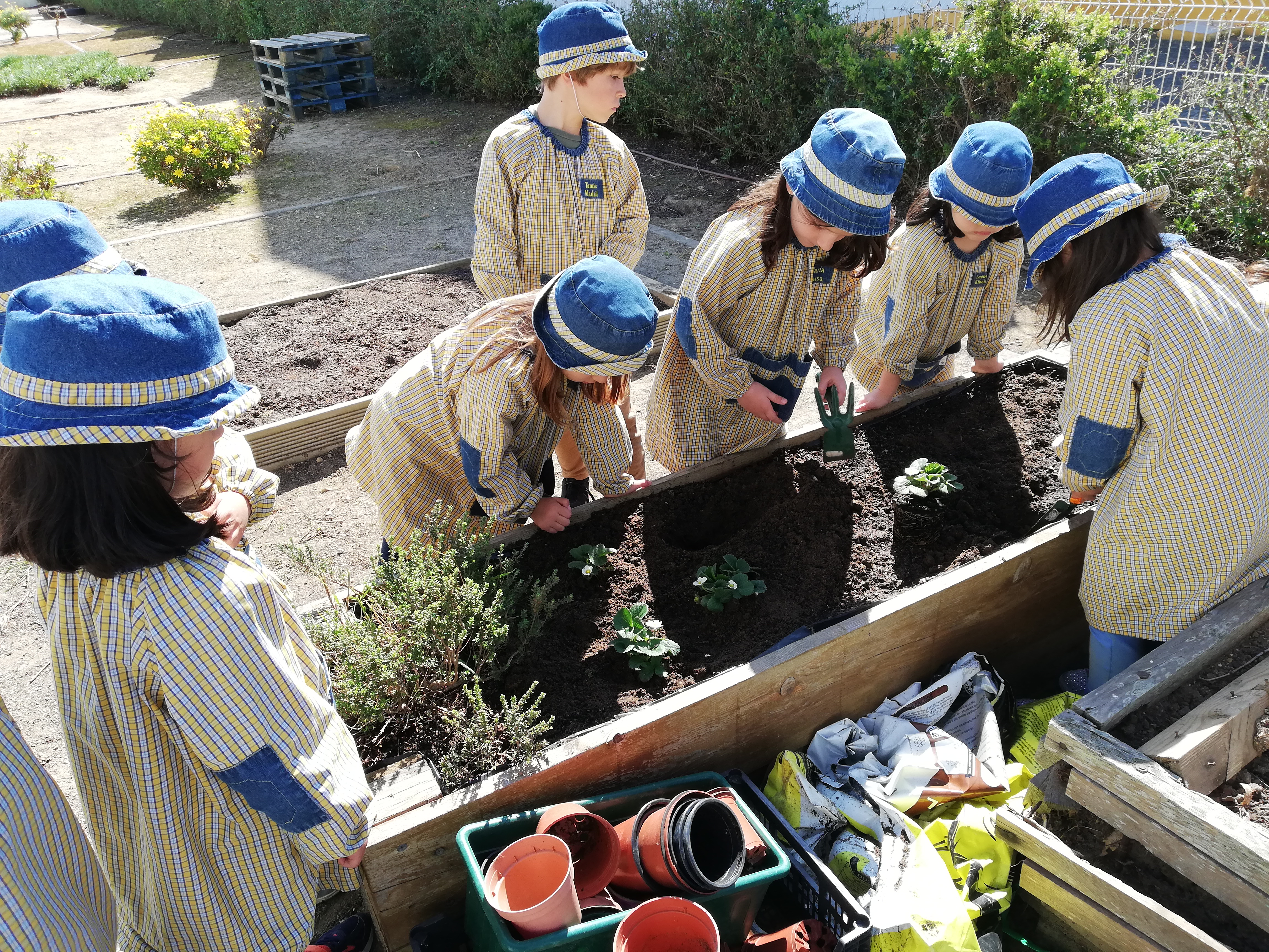 Plantamos morangueiros