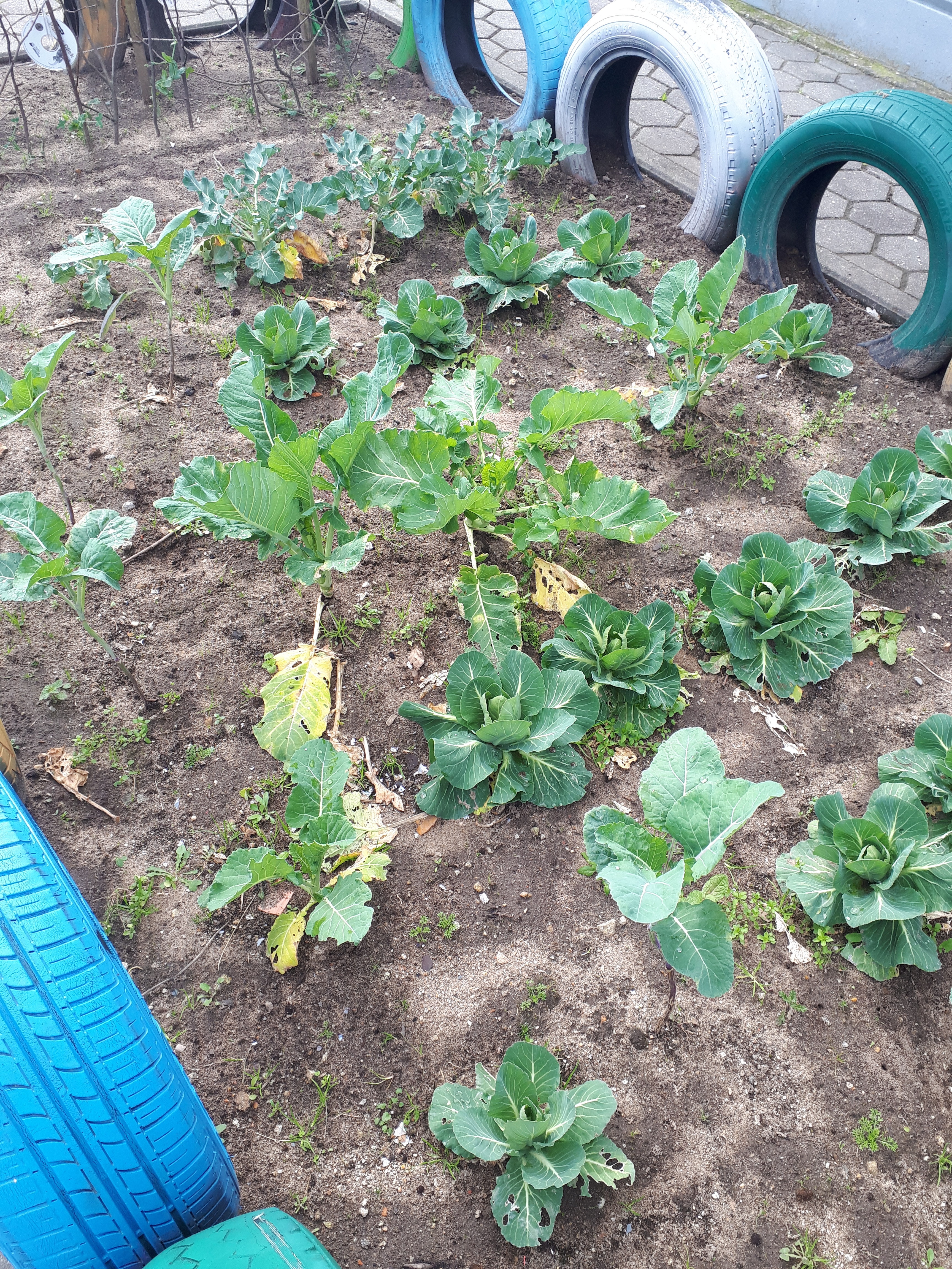Plantamos couve, alface, feijão, girassóis, cebolo, espinafres...