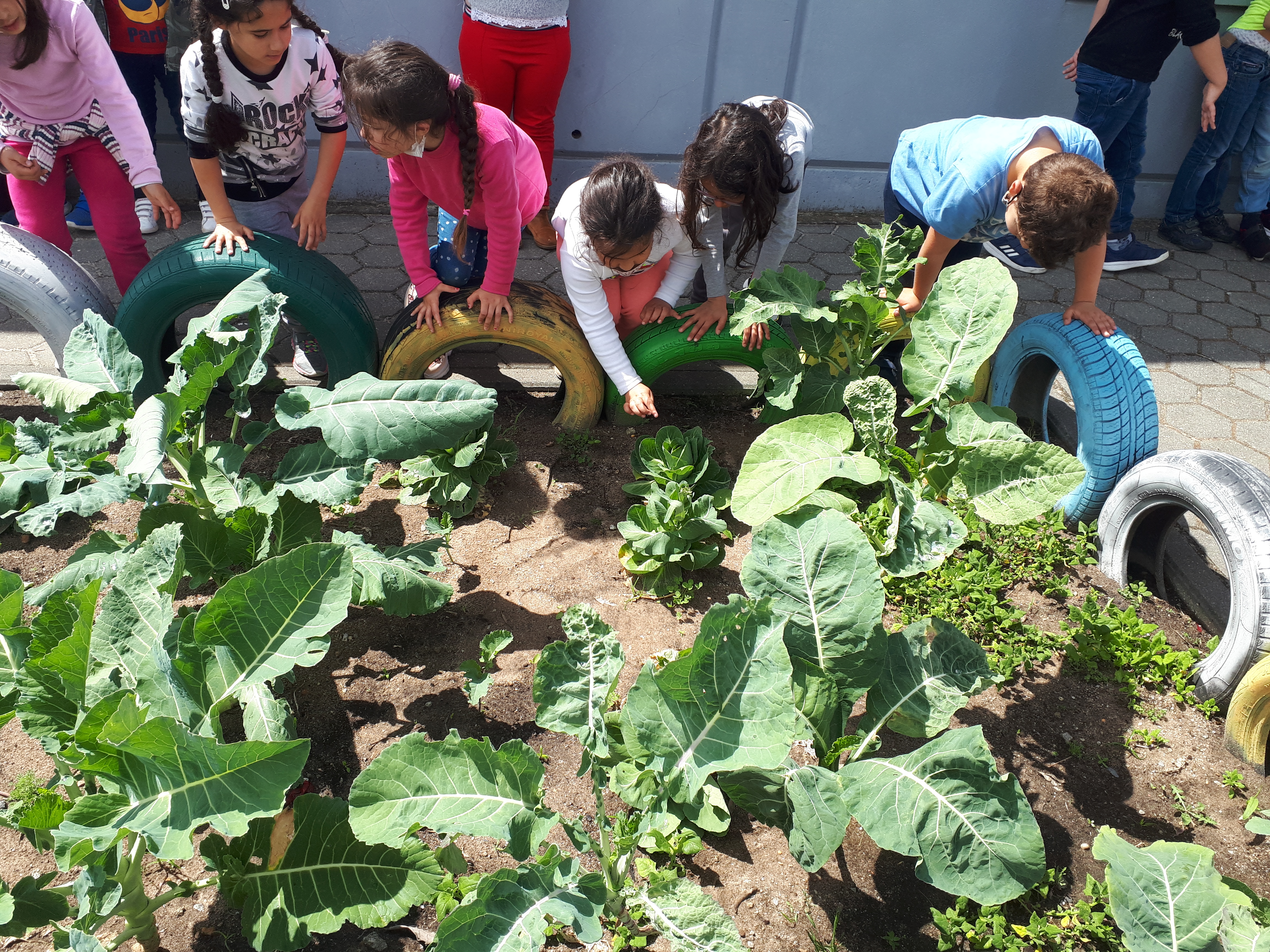 Participação dos alunos no crescimento e desenvolvimento da nossa horta.