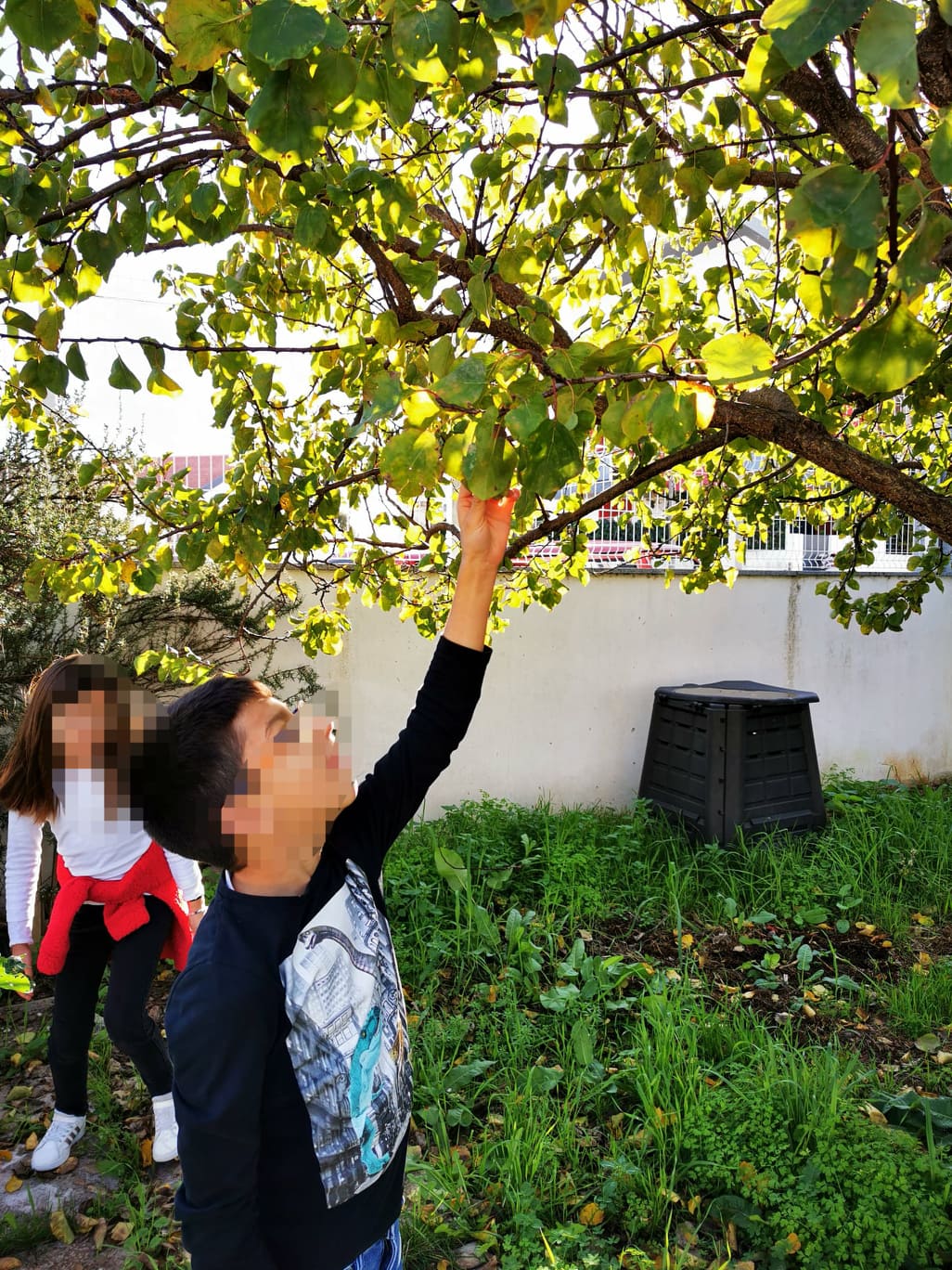 Foto 3: Apanhamos os alperces. Alguns dos nossos amigos nem sabiam que fruta era e qual o seu nome. Depois de provar nunca mais vão esquecer o nome.