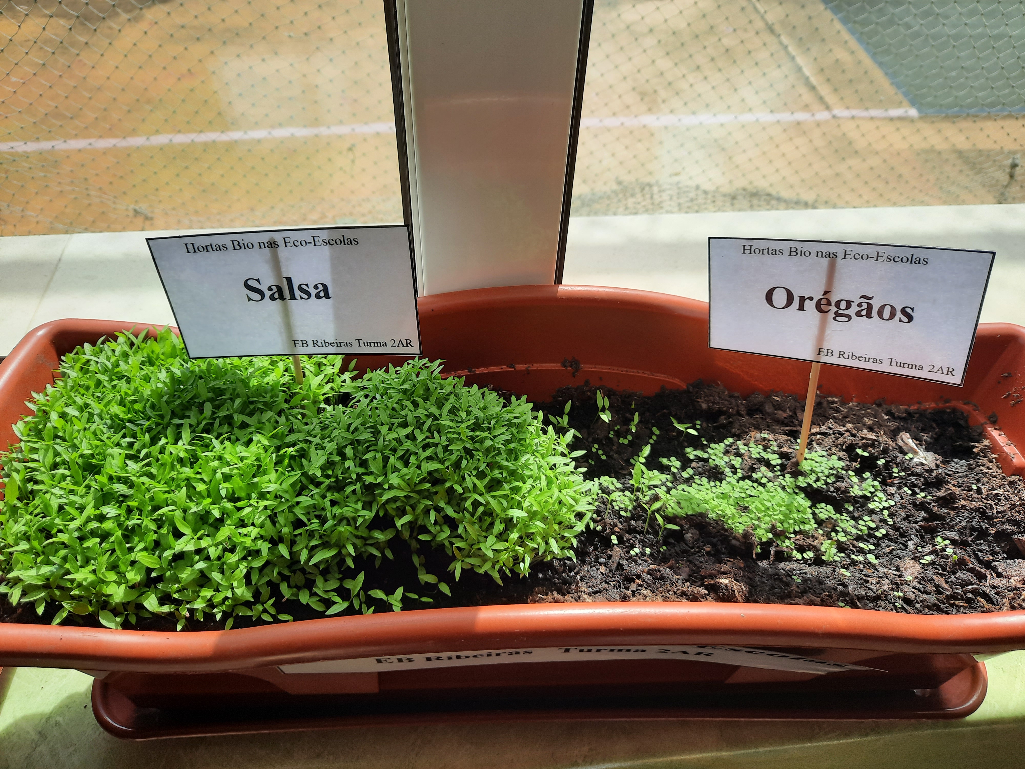 Crescimento e desenvolvimento das plantas de Ervas aromáticas: Salsa e Oregãos