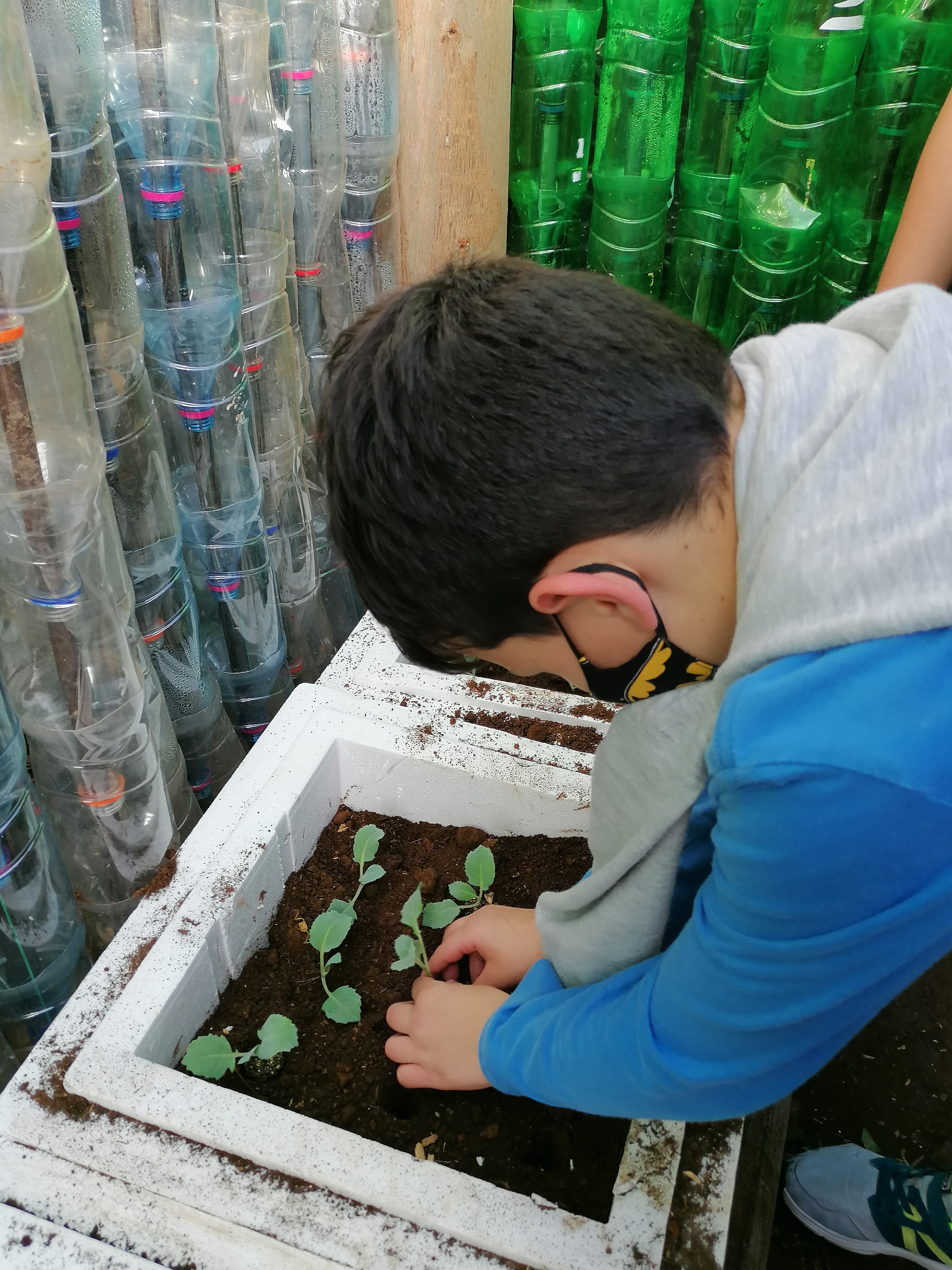 Plantação
Procedemos à plantação das diferentes plantas umas em planta, outras em semente. ( beterrabas, alface, couve, cenoura, tomate)