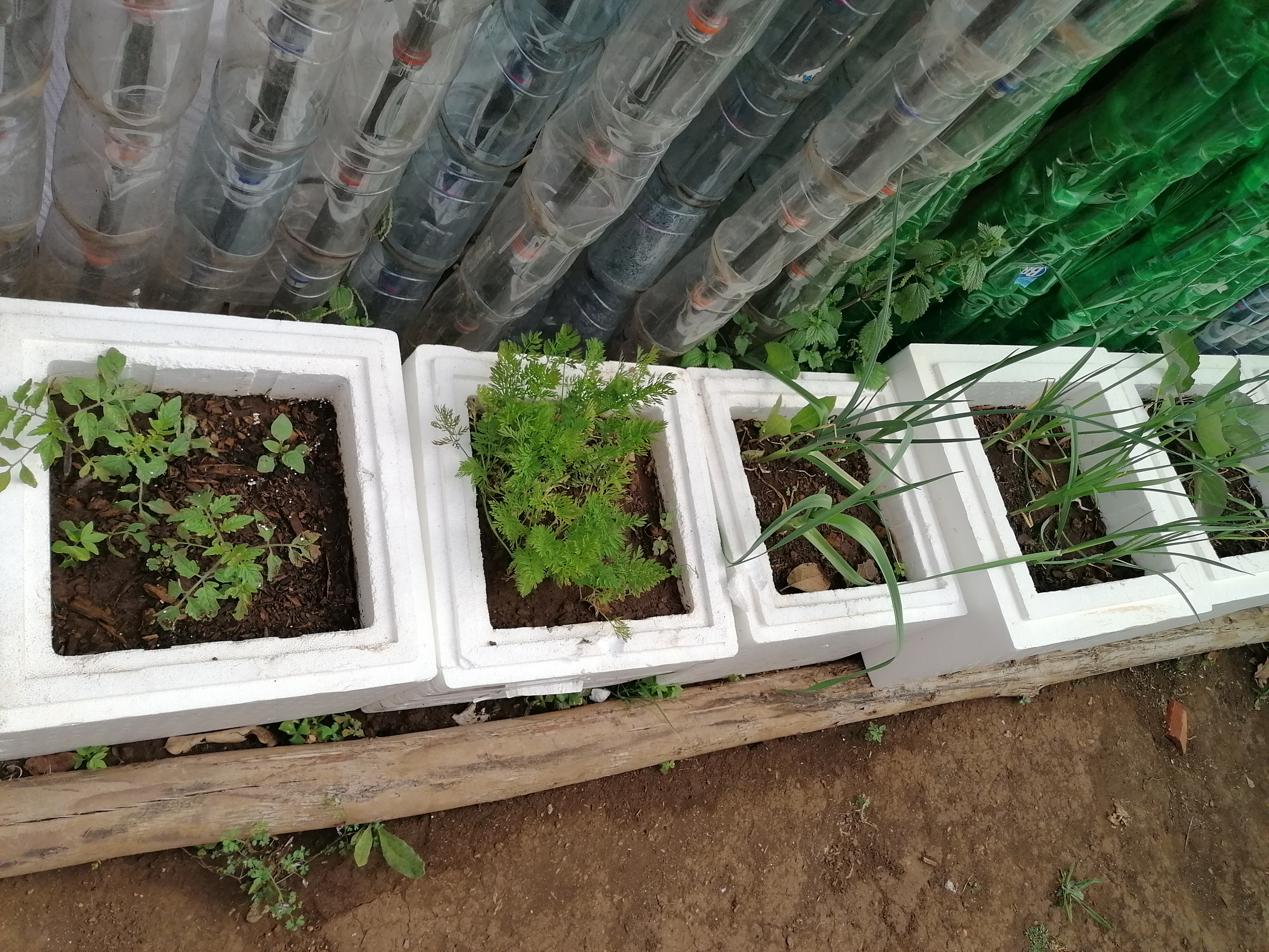 Plantação na estufa