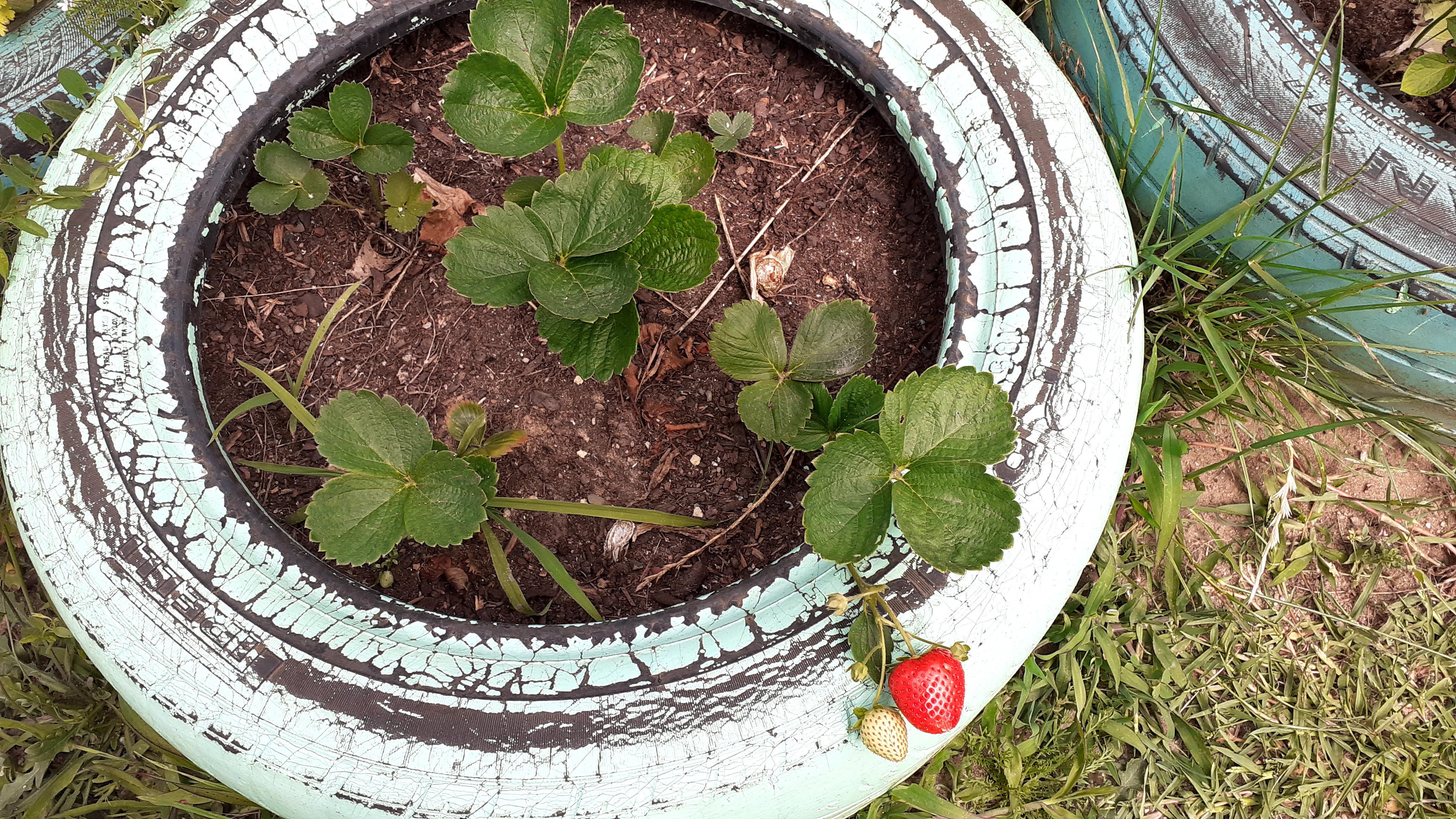 Conseguimos obter alguns produtos - alfaces, tomates, rabanetes, morangos sem utilizar fertilizantes e/ou químicos.