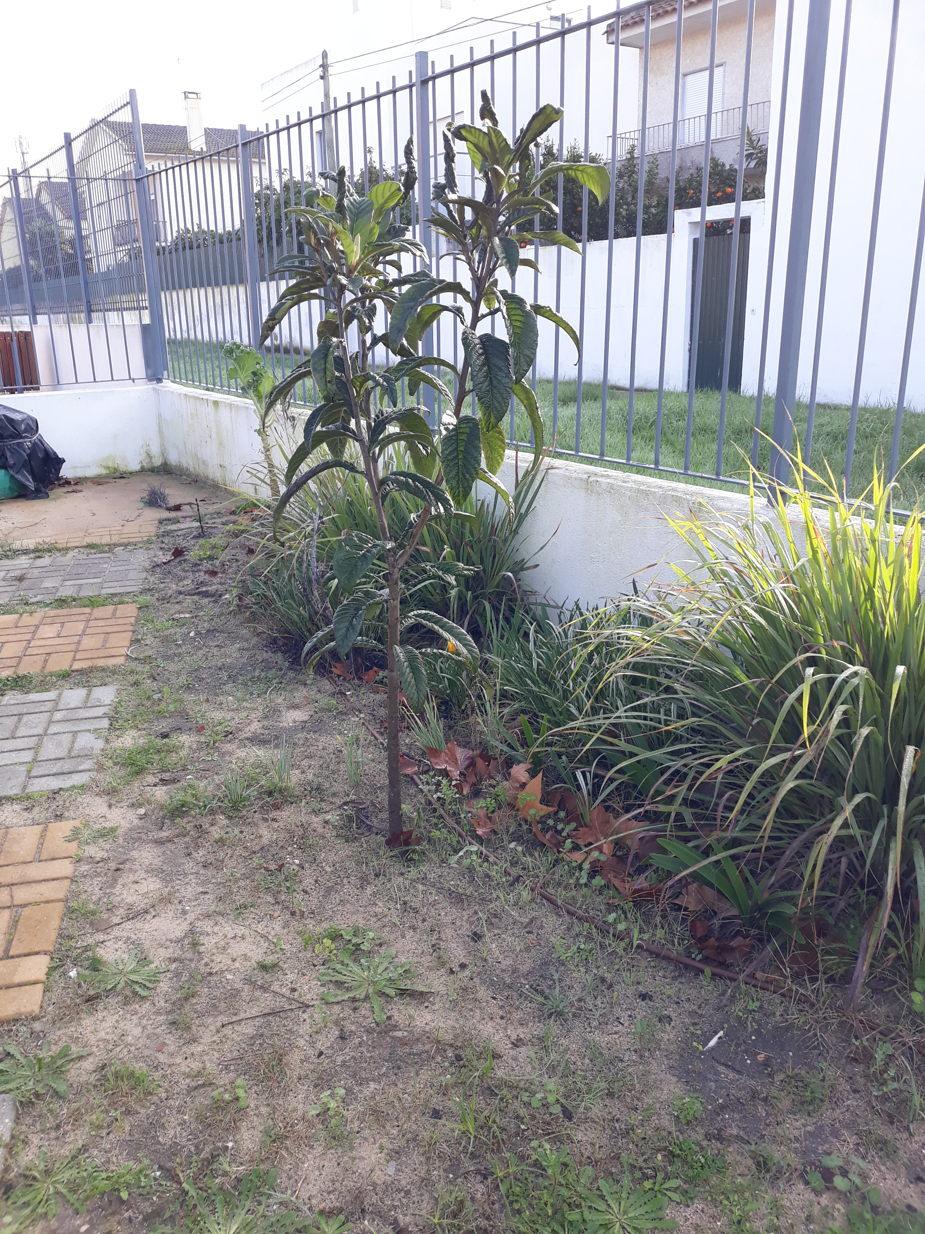 Nespereira, Chá príncipe, flores de jardim.