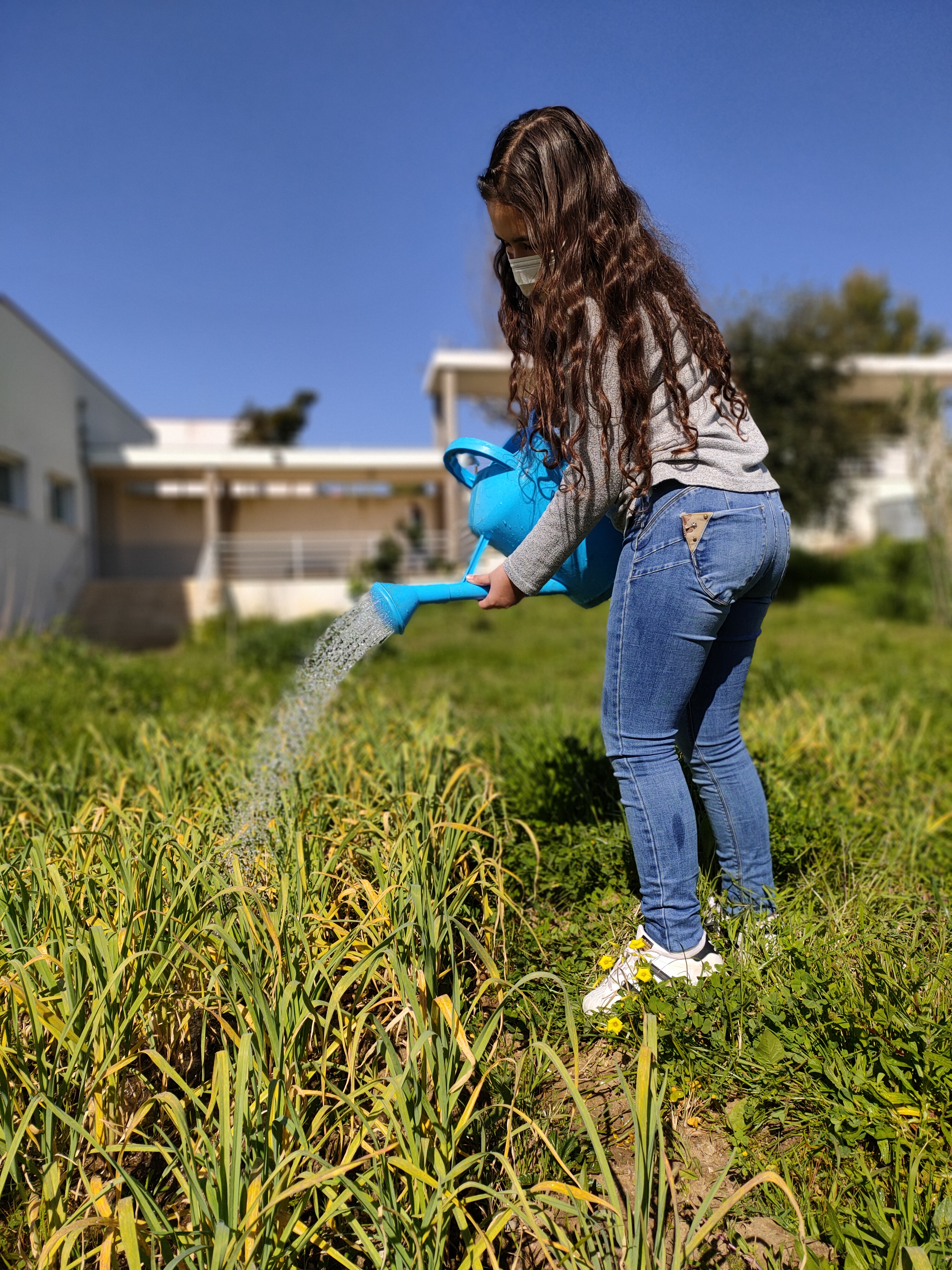 Rega semanal...
Alunos do 7.º ano, realizam a rega dos alhos.